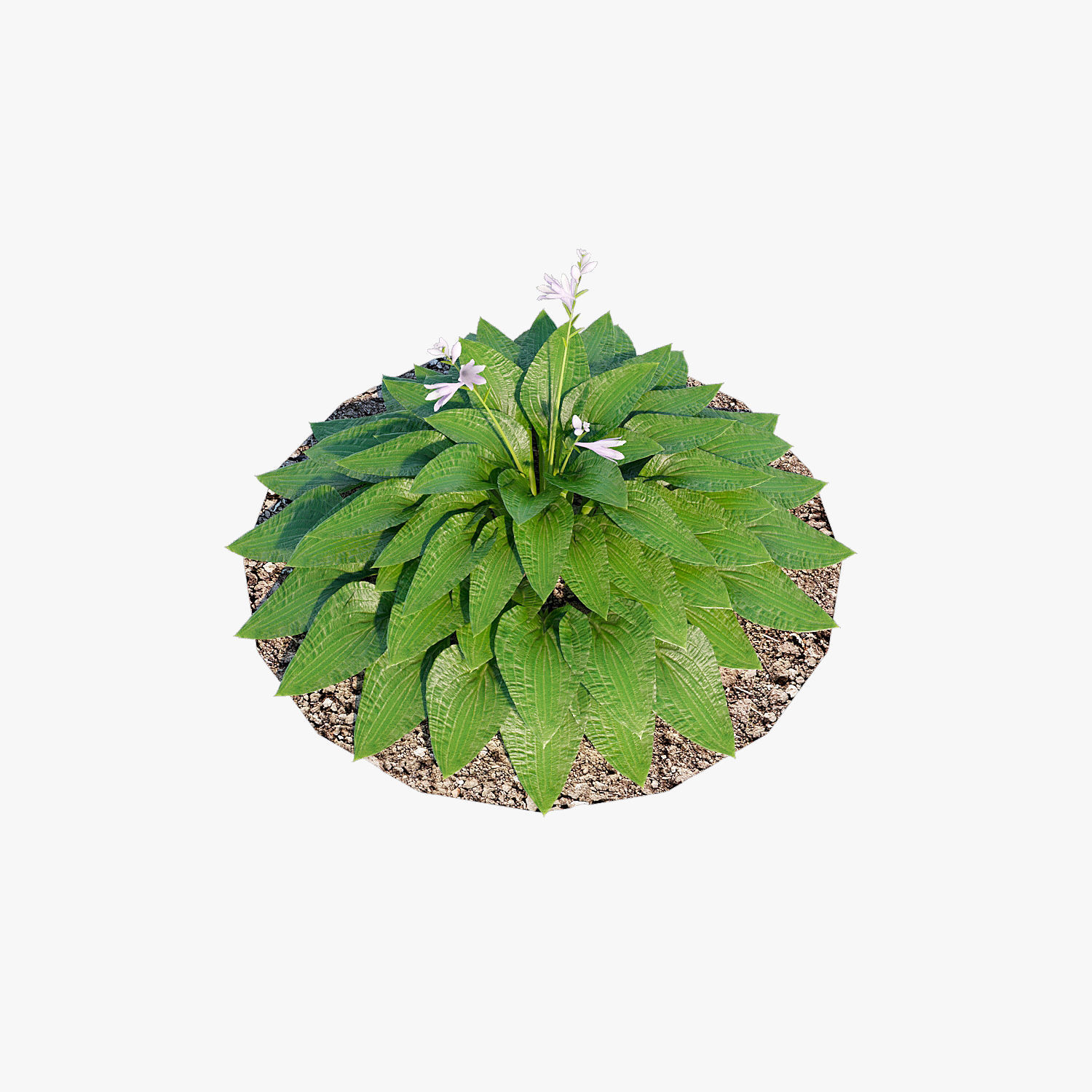 Hosta one Low-poly 3D model_9