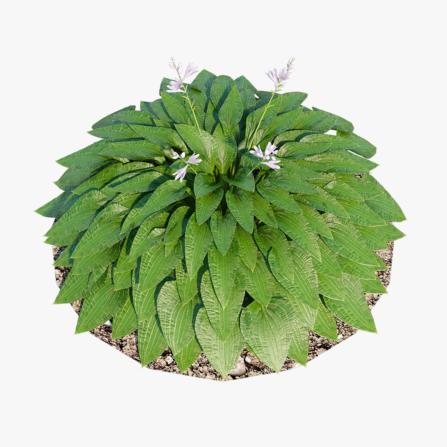 Hosta one Low-poly 3D model_5