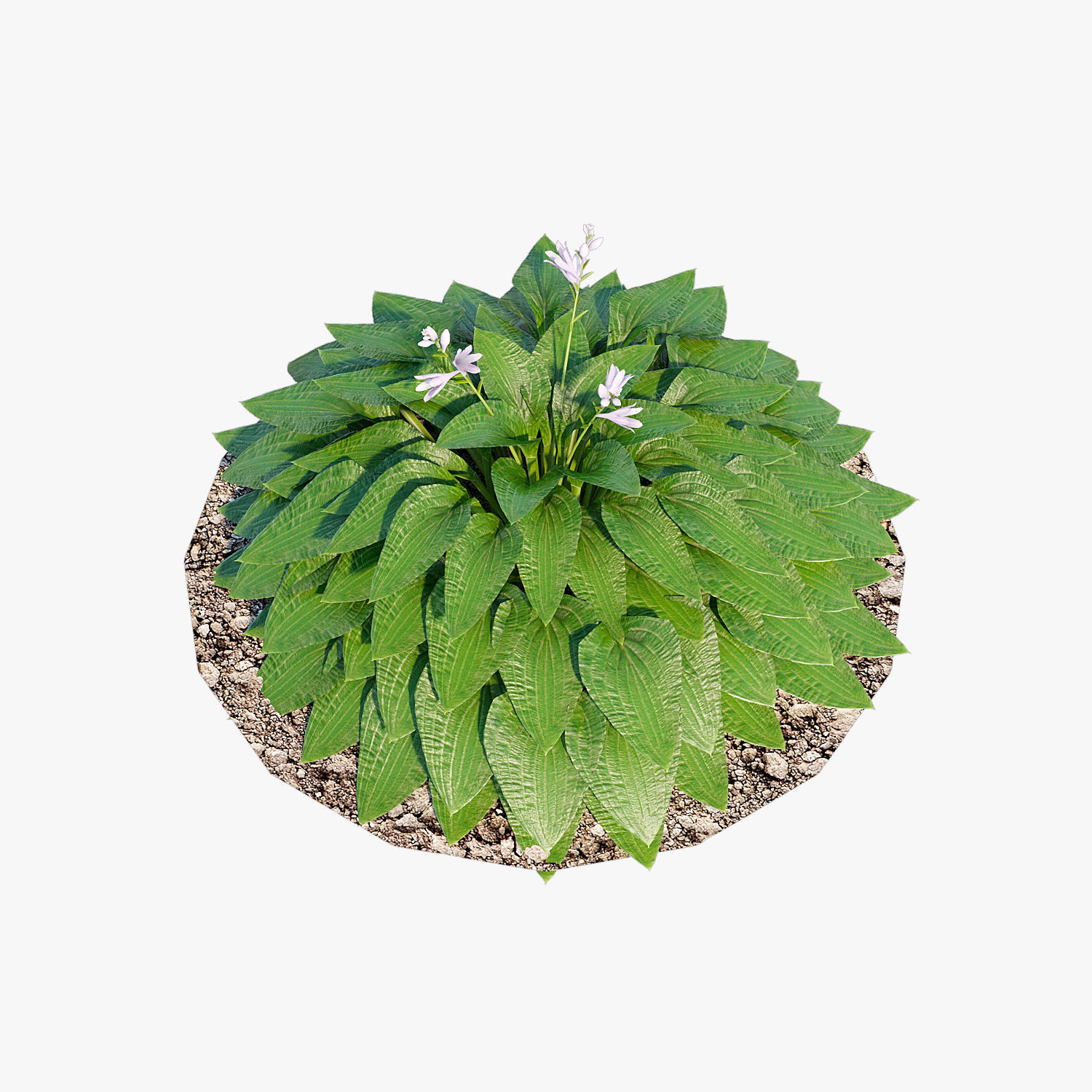 Hosta one Low-poly 3D model_7