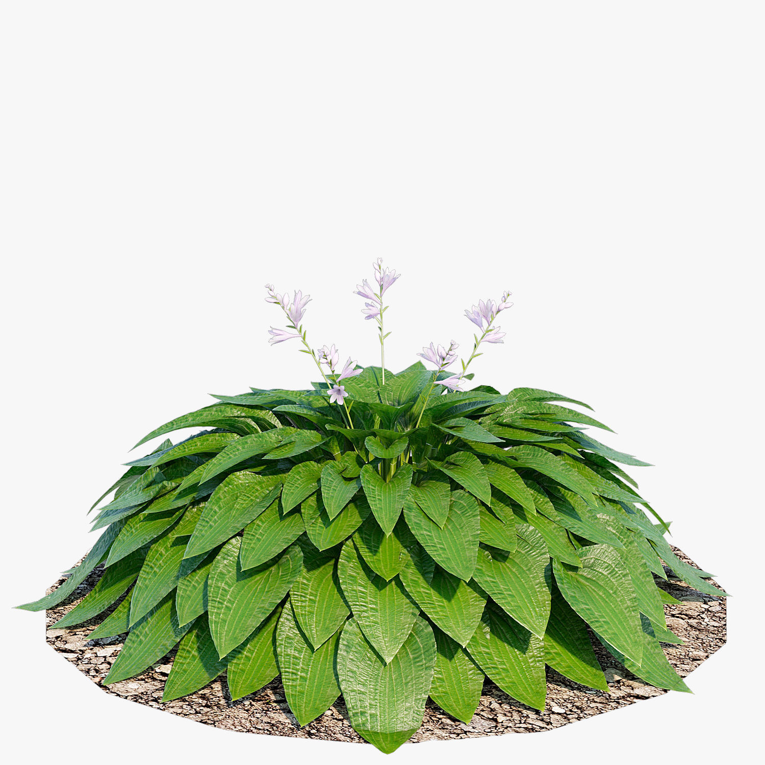 Hosta one Low-poly 3D model_2