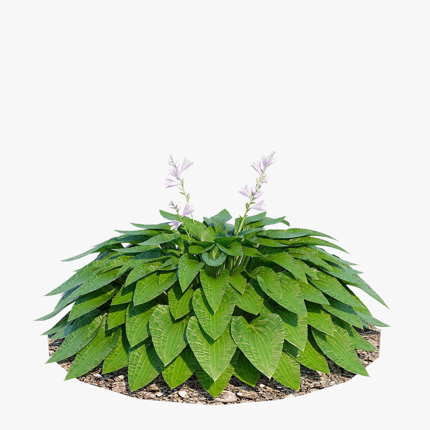 Hosta one Low-poly 3D model_4