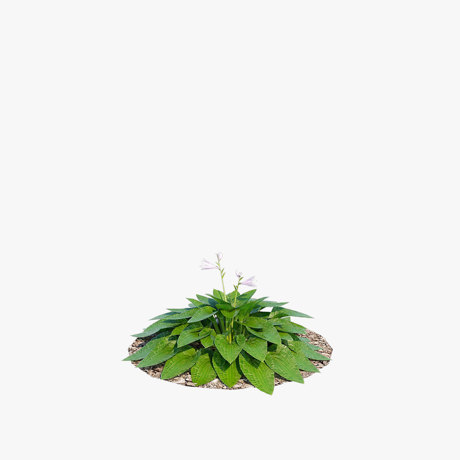 Hosta one Low-poly 3D model_10