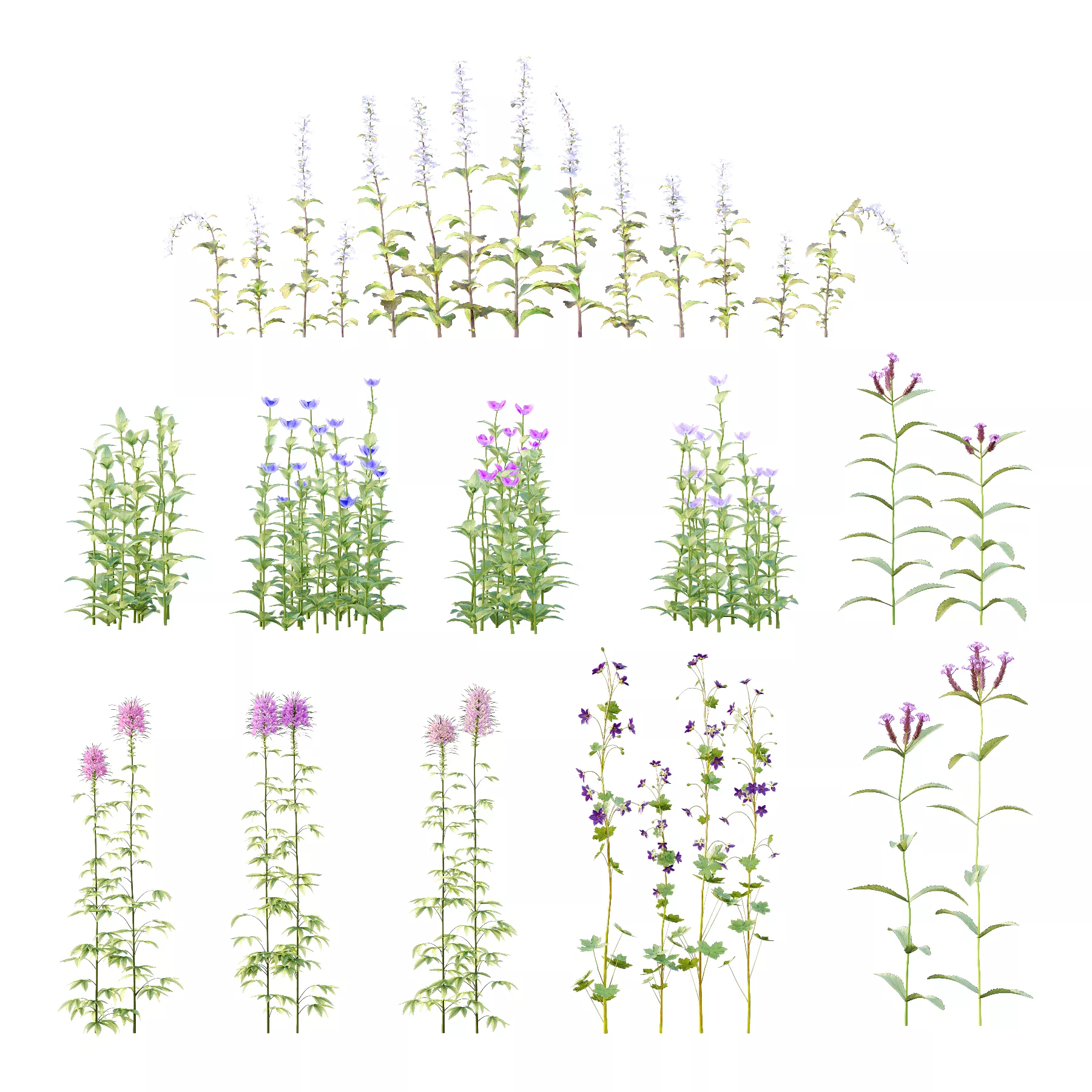 Ajuga ciliata Cleome spinosa Pink Spiny Spider Geranium 3D model