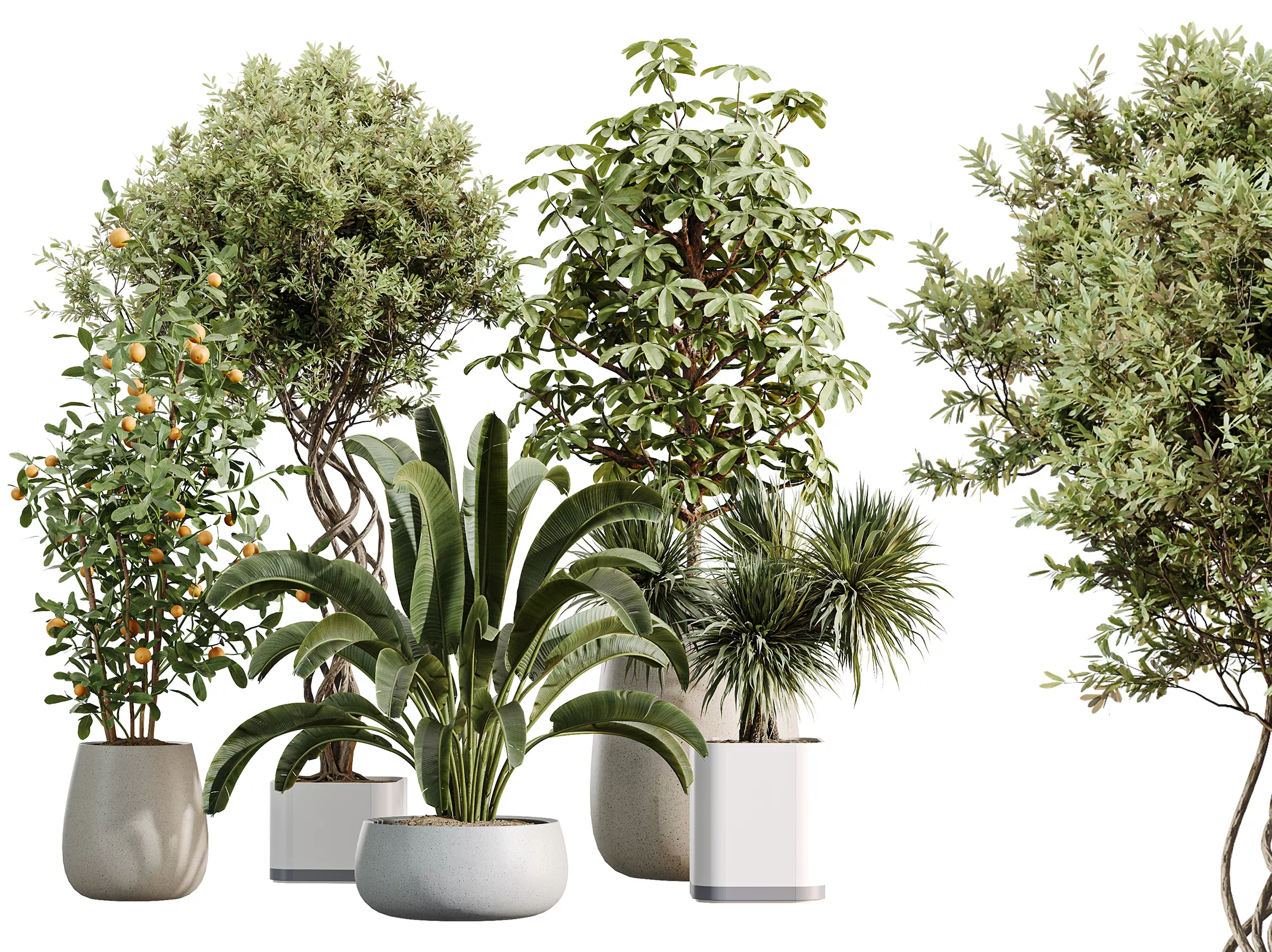 AV Indoor Plants Set 507 Yucca Banana Olive Orange Schefflera 3D model