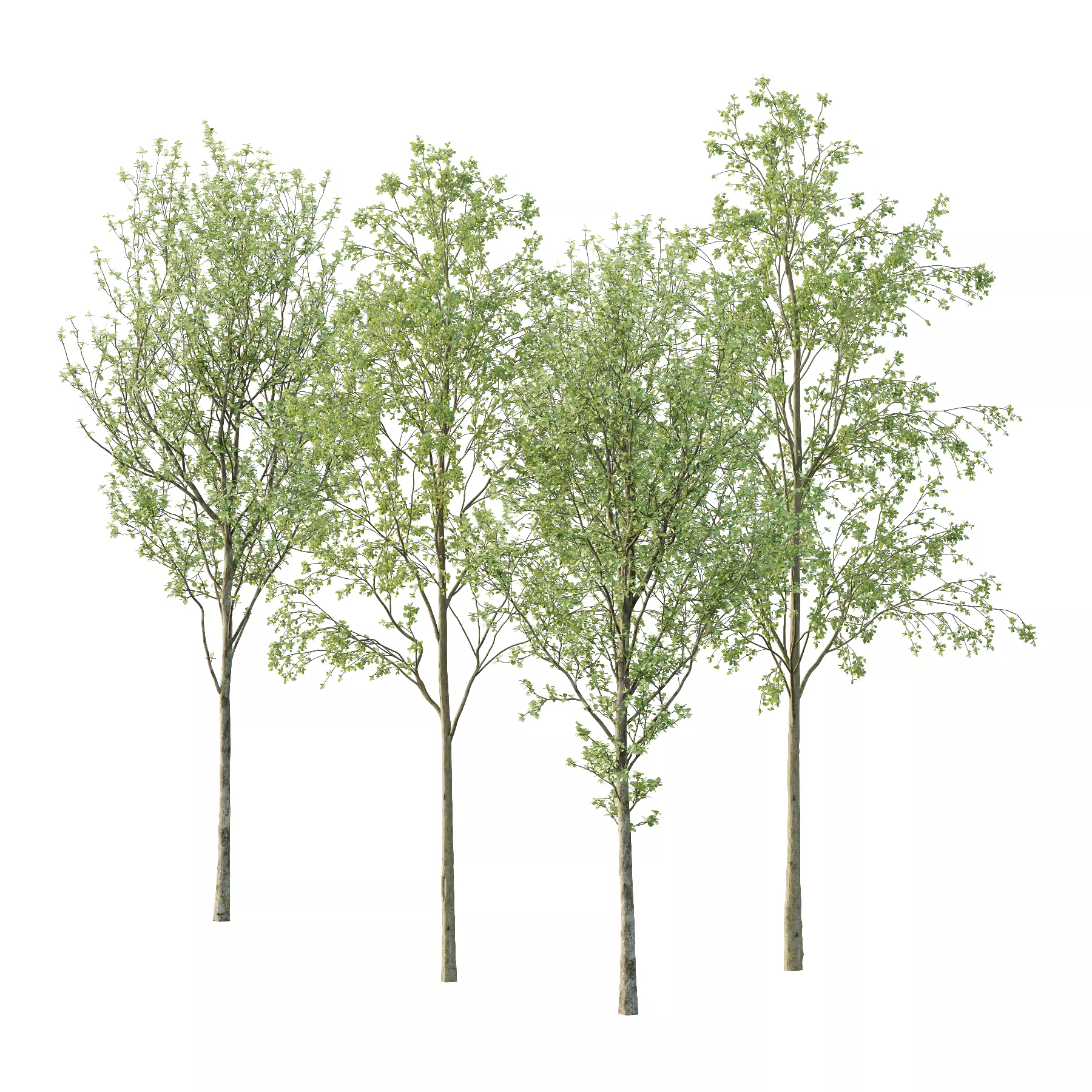Alnus glutinosa European beech Tree 3D model