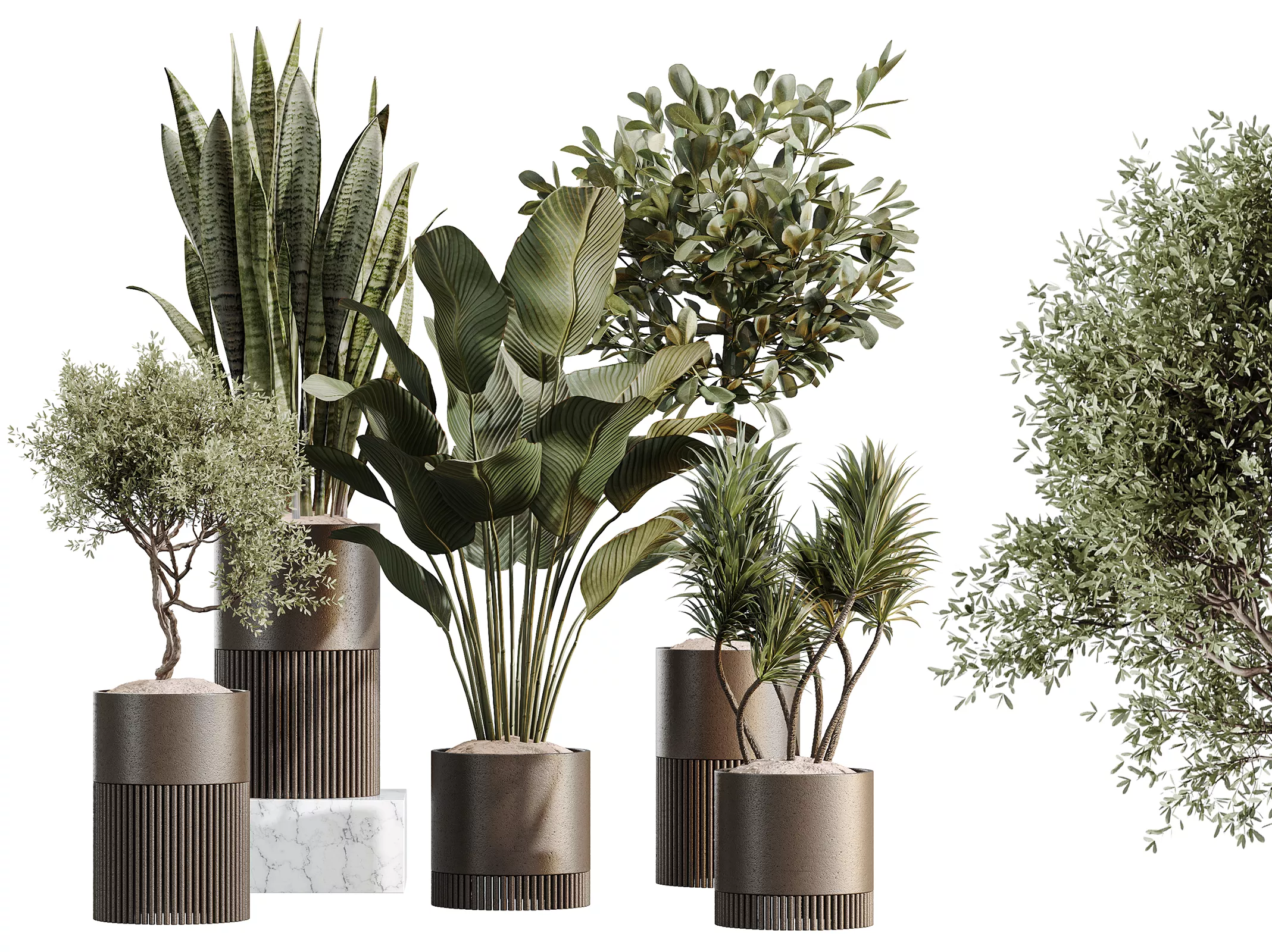 AV Indoor Plants Set 508 Yucca Ficus Calathea Sansevieria Olive 3D model
