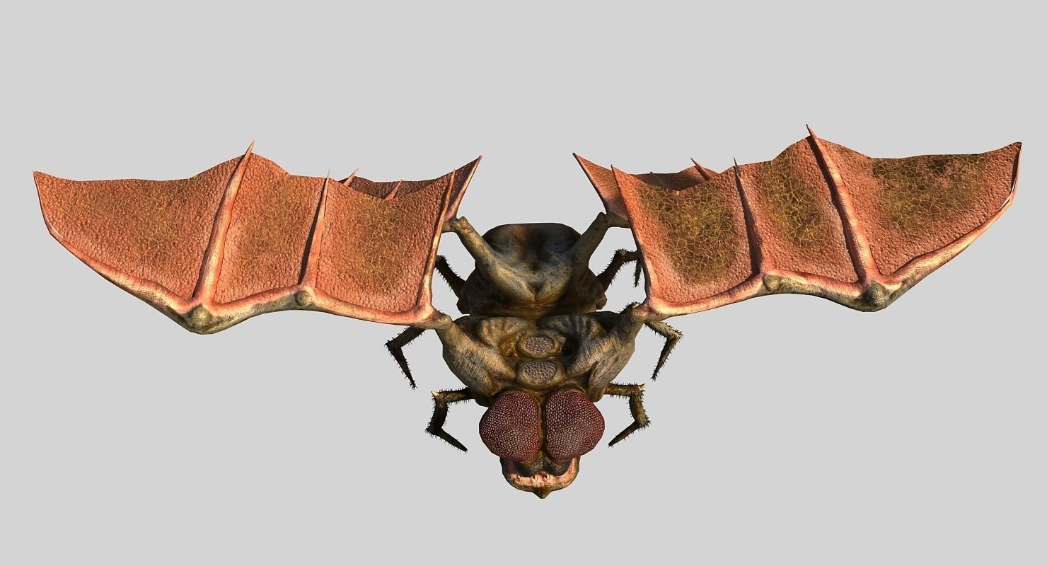 Fly Monster Low-poly 3D model_2