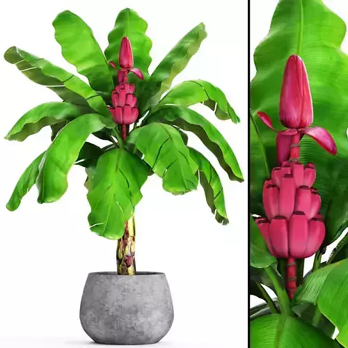 Musa velutina palm with banana fruit