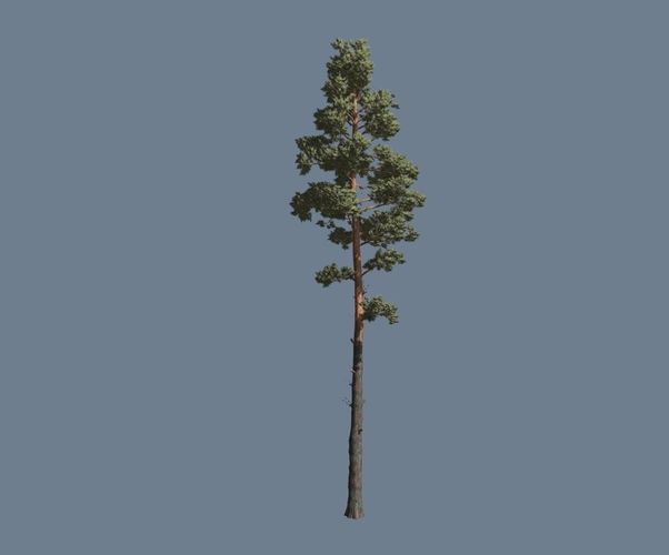 Hi-poly 3d model of a Scots Pine 3D model