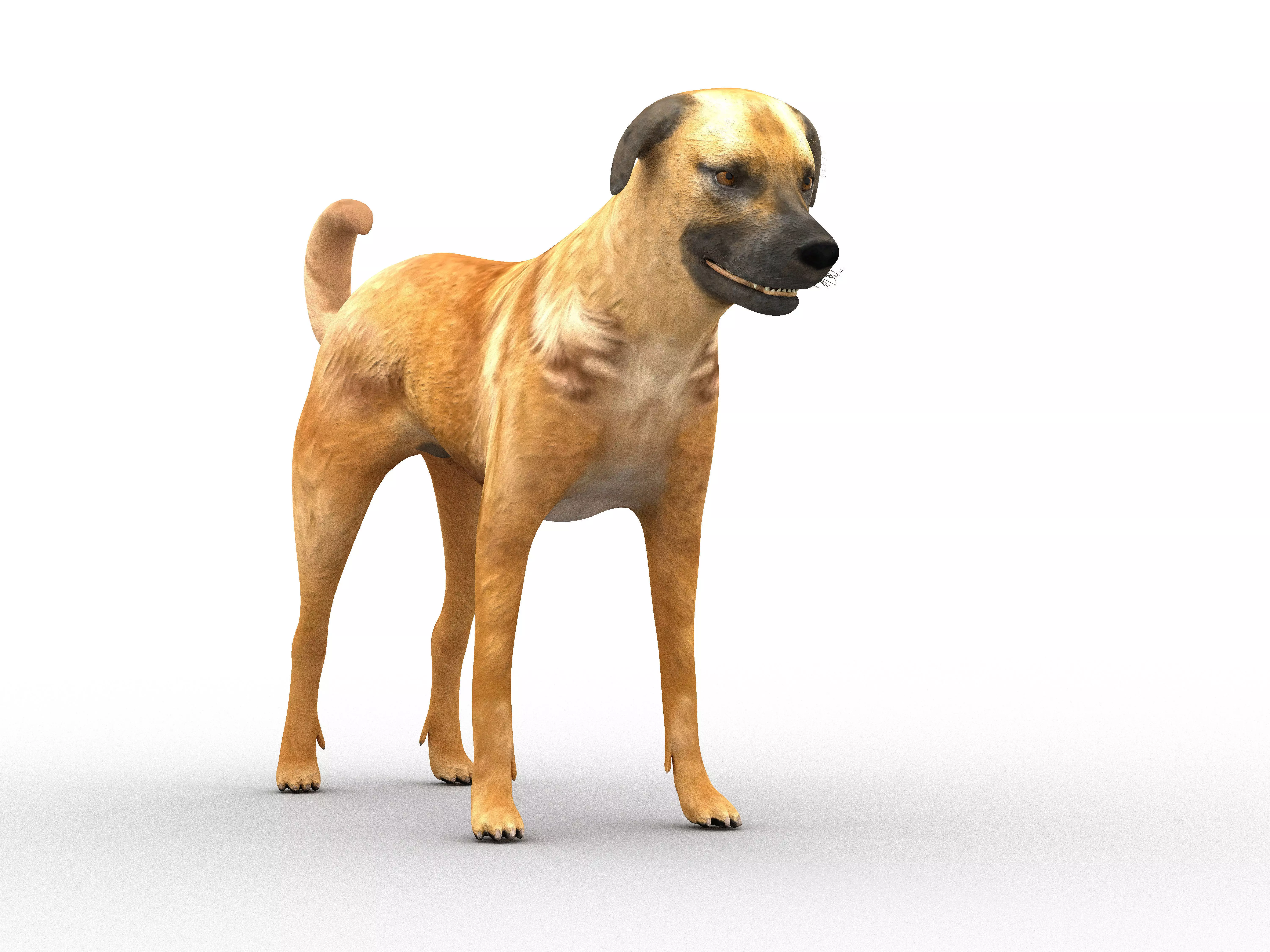 Nice dog Low-poly 3D model_0