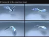 Glacier Sovereign Ice Dragon - Rigged and Animated Wyvern 3D model ...
