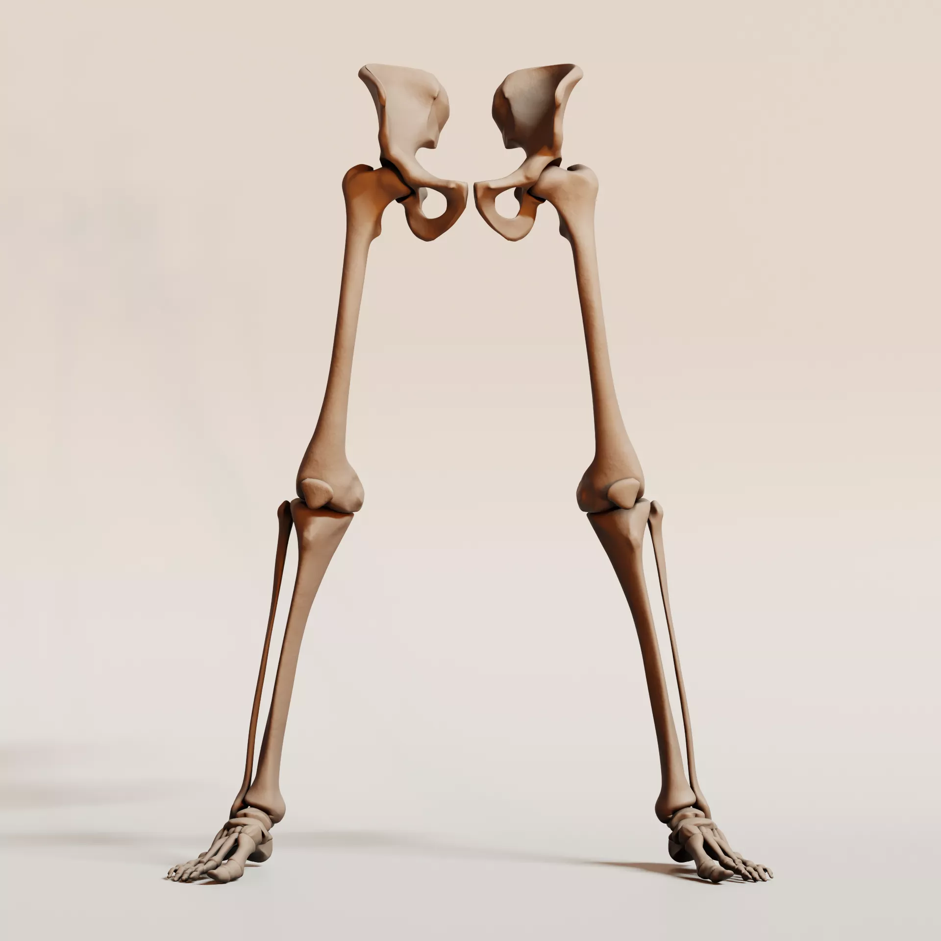 Human Leg Bones Anatomy 3D Model with Pelvis and Feet 3D print model