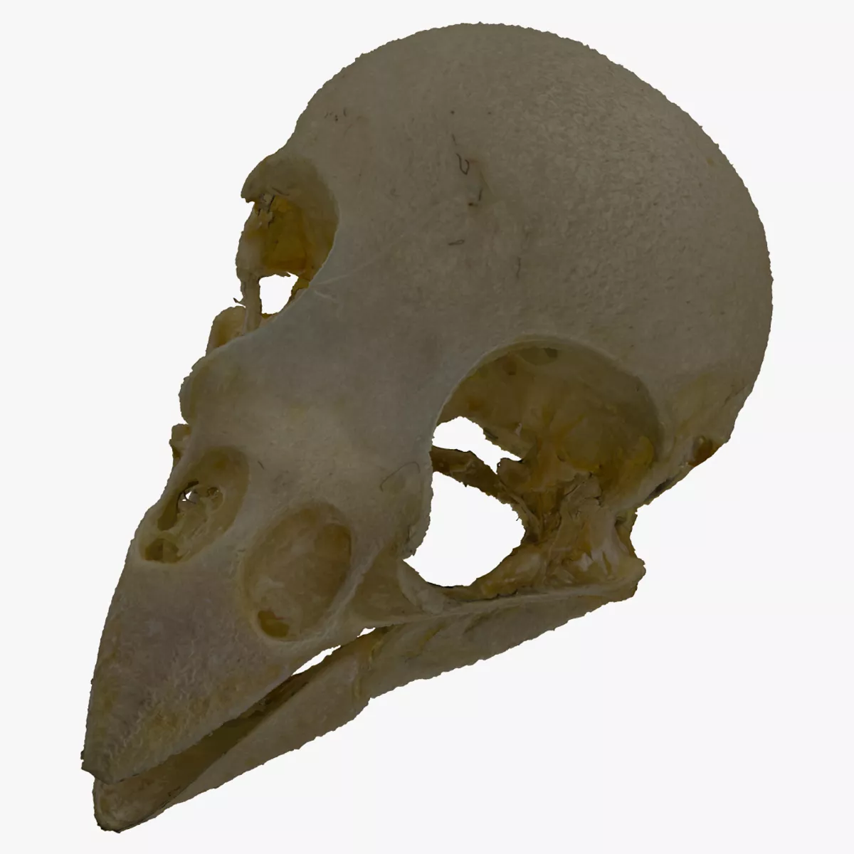 Canary Skull 01 RAW Scan 3D model | CGTrader