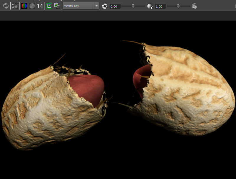 Peanut with shell 3D model_3