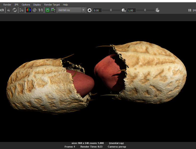 Peanut with shell 3D model_1