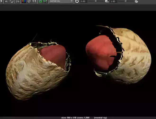 Peanut with shell 3D model