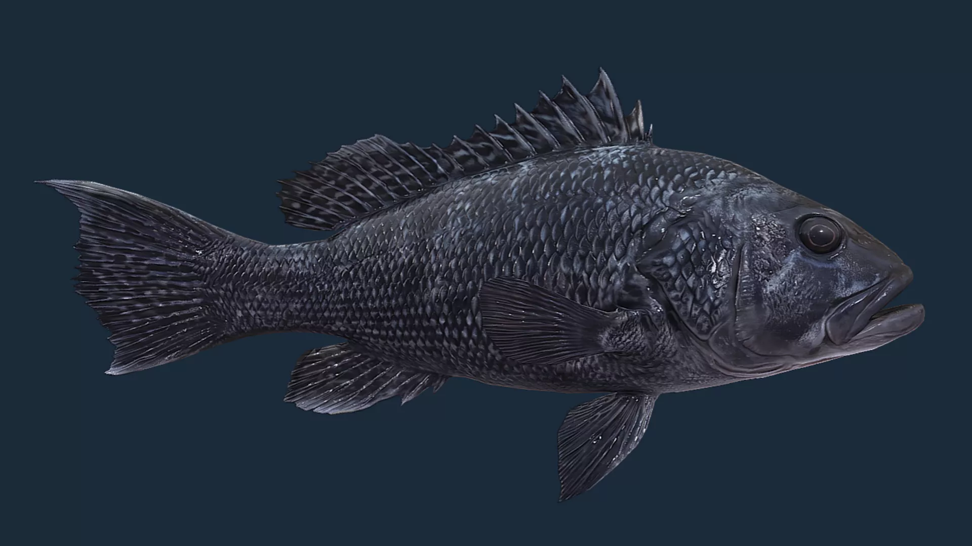 Black Sea Bass Animated Low-poly 3D model