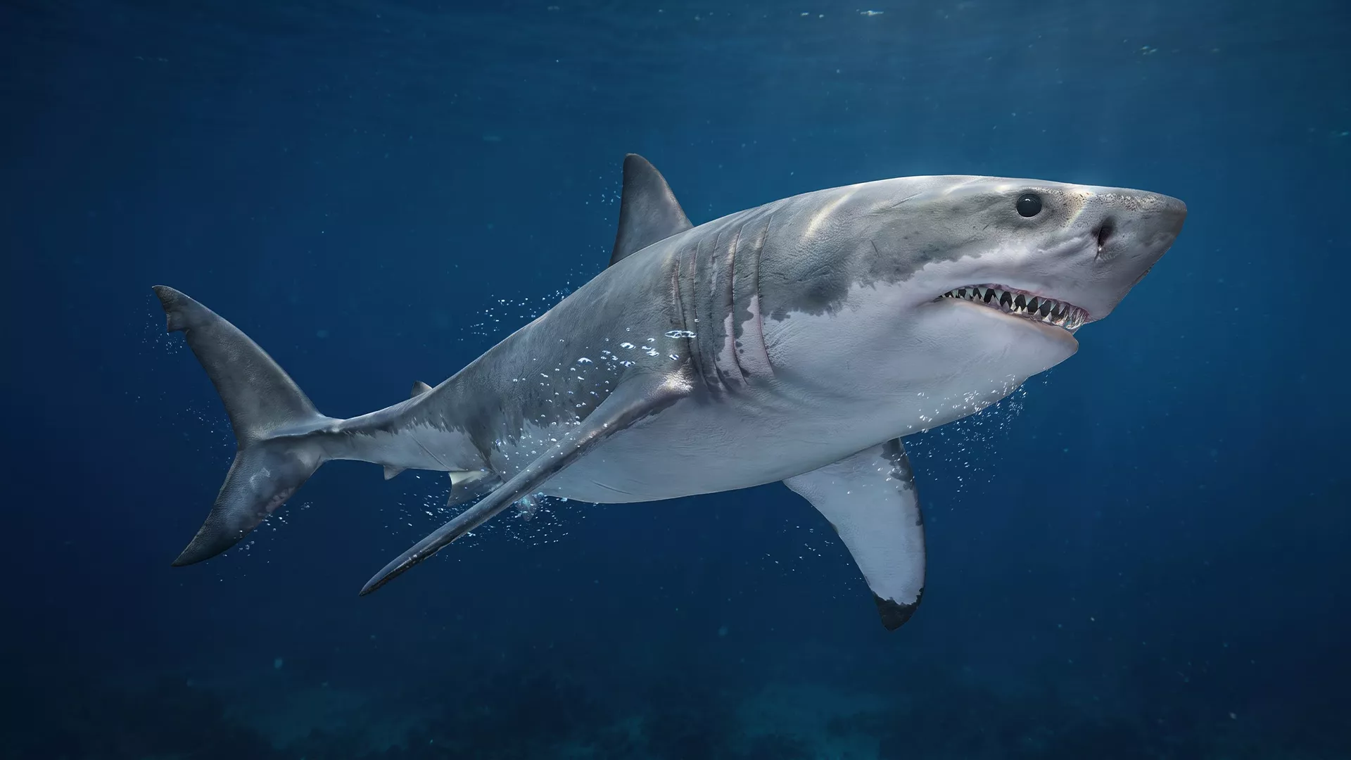 Great White Shark Animated Low-poly 3D model
