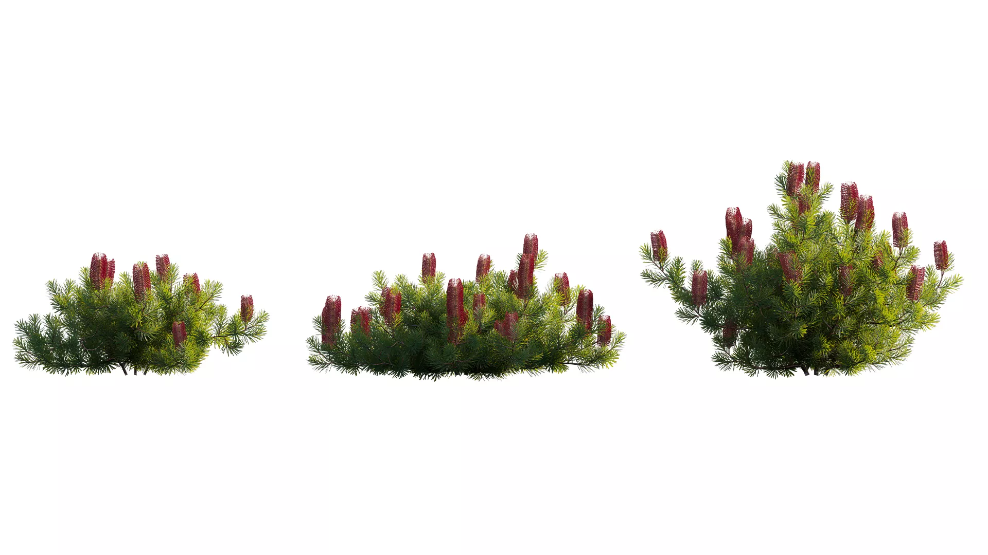 Grow FX - Banksia spinulosa - Hairpin Banksia 03 3D model