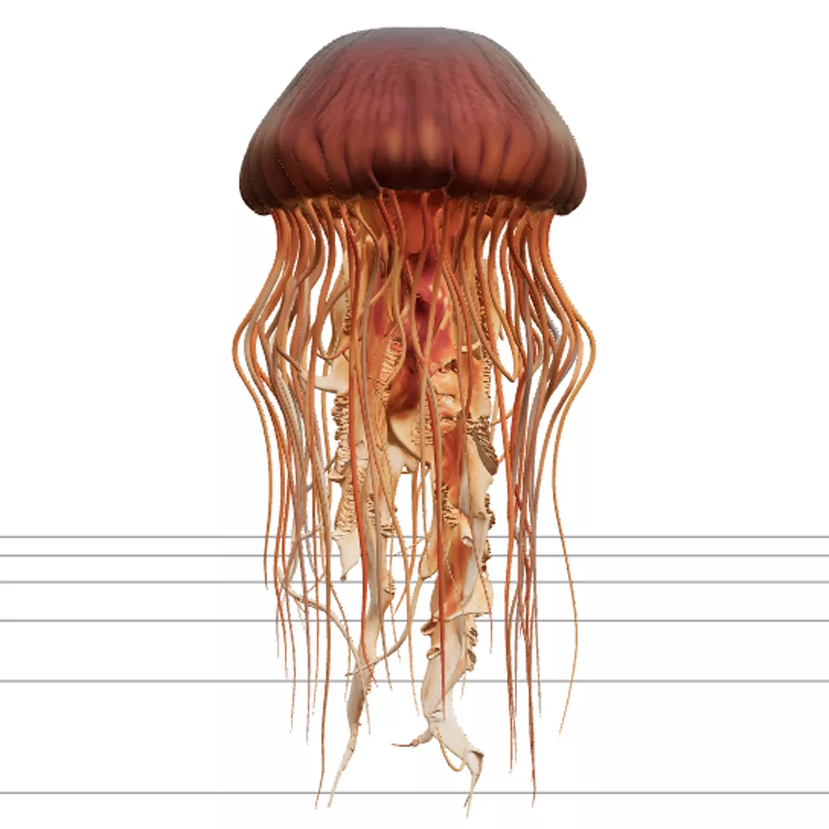 Lions Mane Jellyfish Detailed Model with Flowing Tentacles 3D model ...