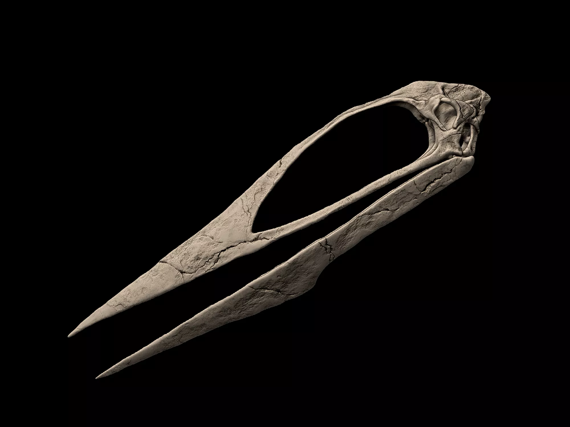 Zhejiangopterus Skull 3D print model