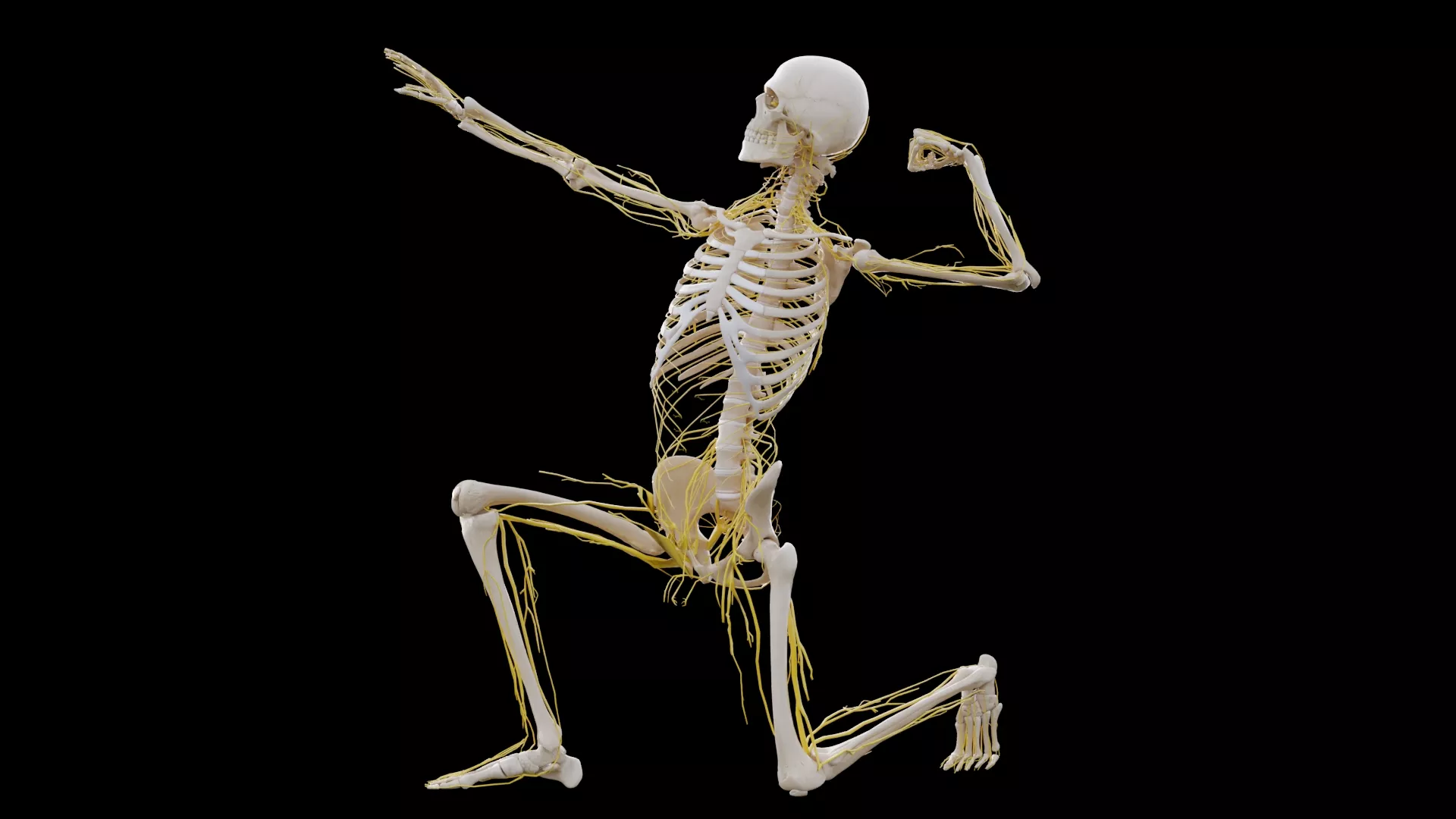3D model Human Nervous System and Skeleton - Rigged Anatomy VR / AR ...