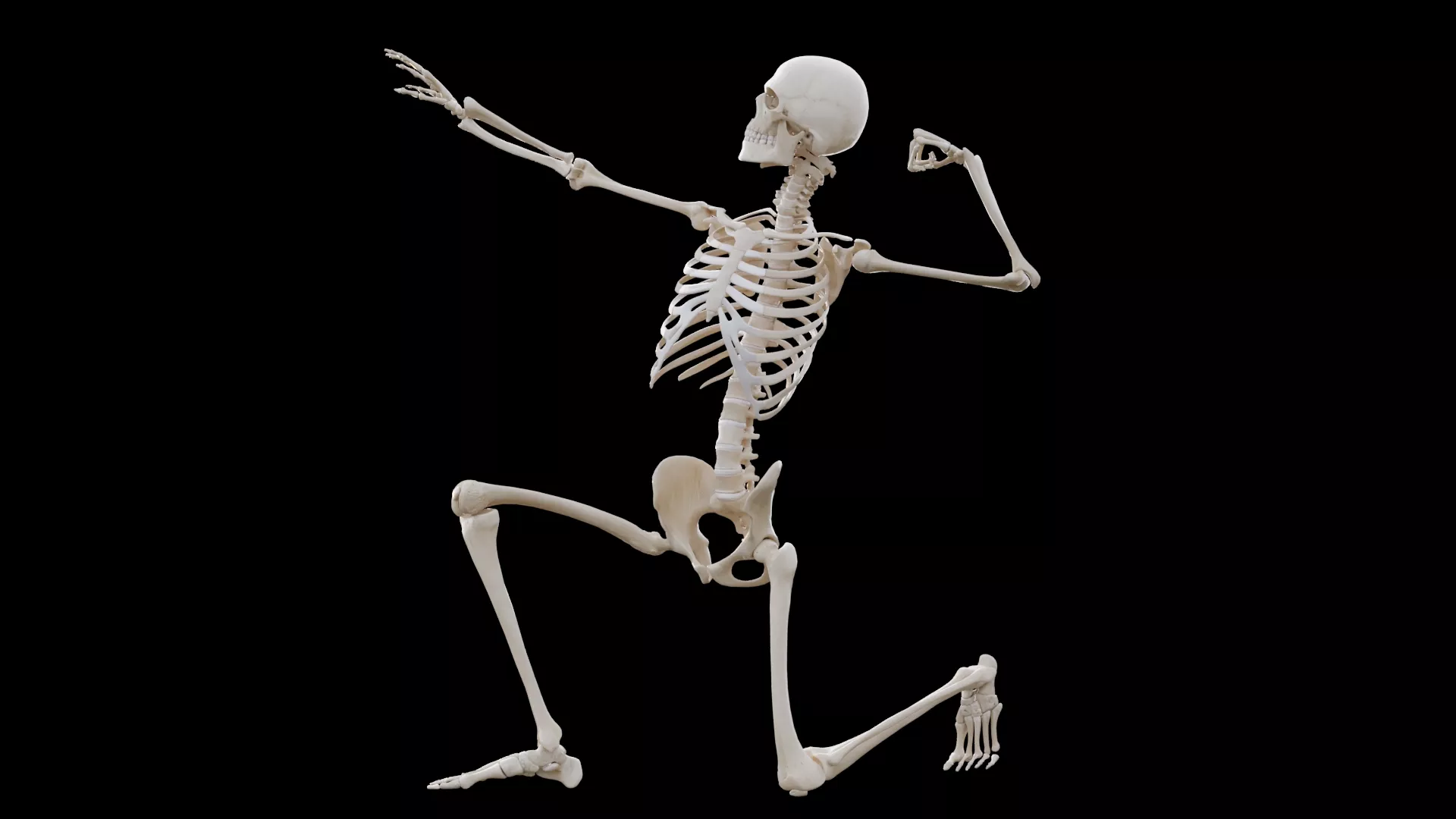3D model Human Skeleton - Rigged Full Body Skeletal Anatomy VR / AR ...