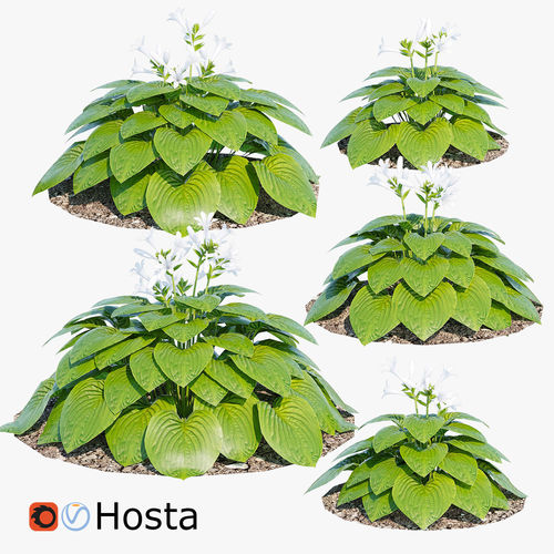 Hosta plantaginea 3D model