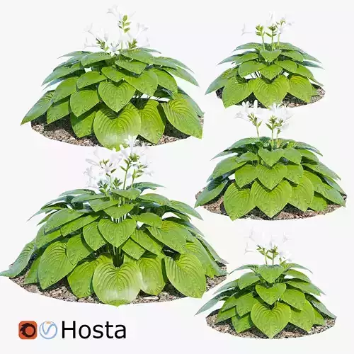 Hosta plantaginea
