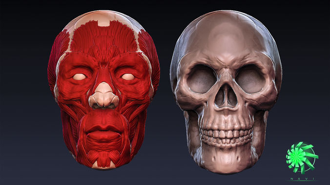 Head Skull and Muscles - Retopolized Sculpt Zbrush and 3ds max  3D model