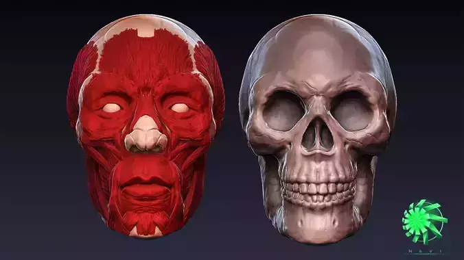 Head Skull and Muscles - Retopolized Sculpt Zbrush and 3ds max 3D model
