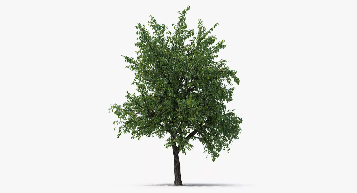 Summer Pear Tree 3D model
