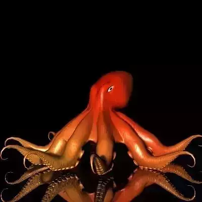 Octopus orange