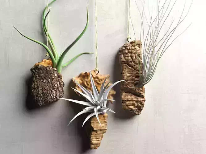 Driftwood with Plants 3