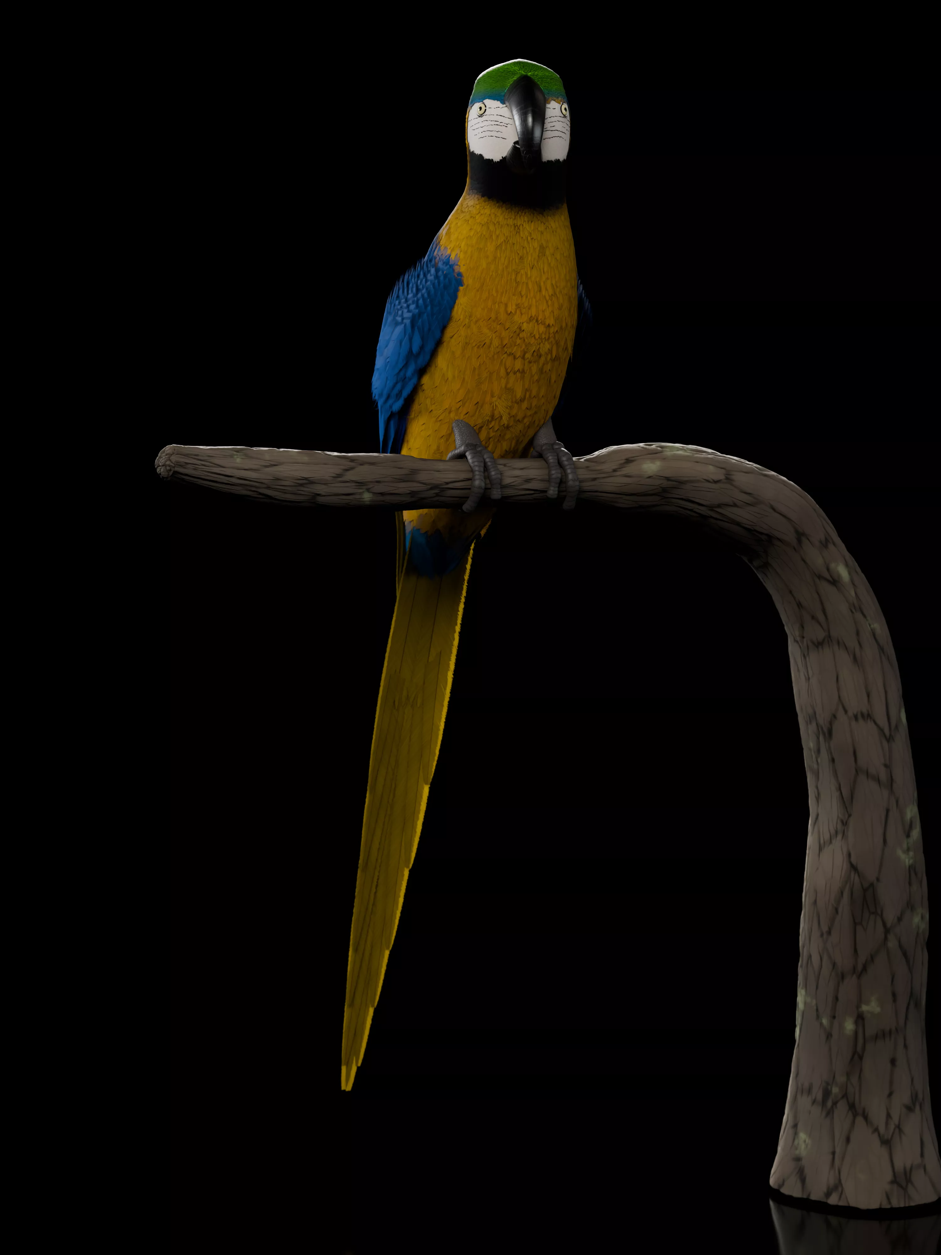 Realistic high-poly Parrot with animations 3D model