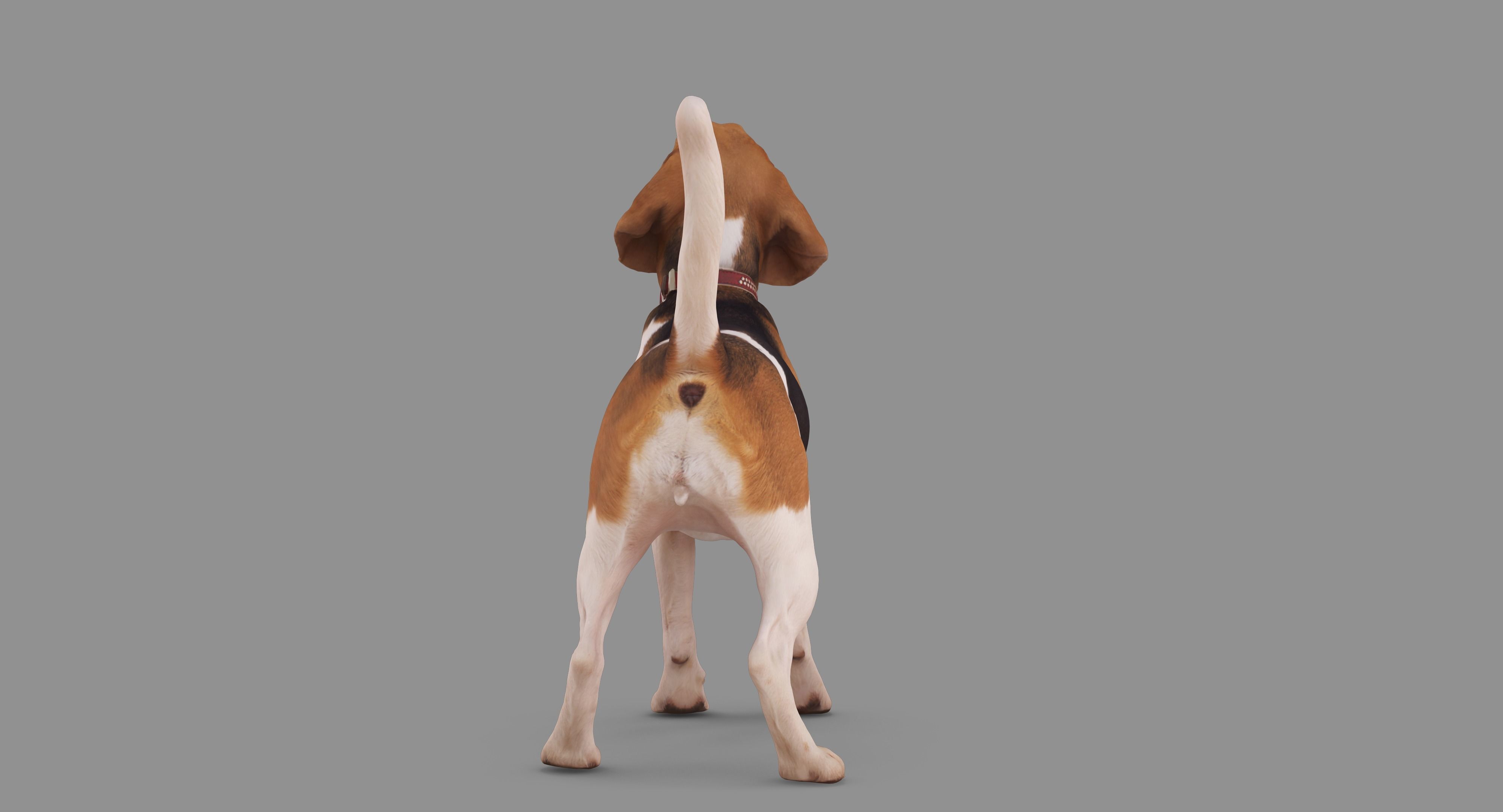 Beagle Standing 3D model_67