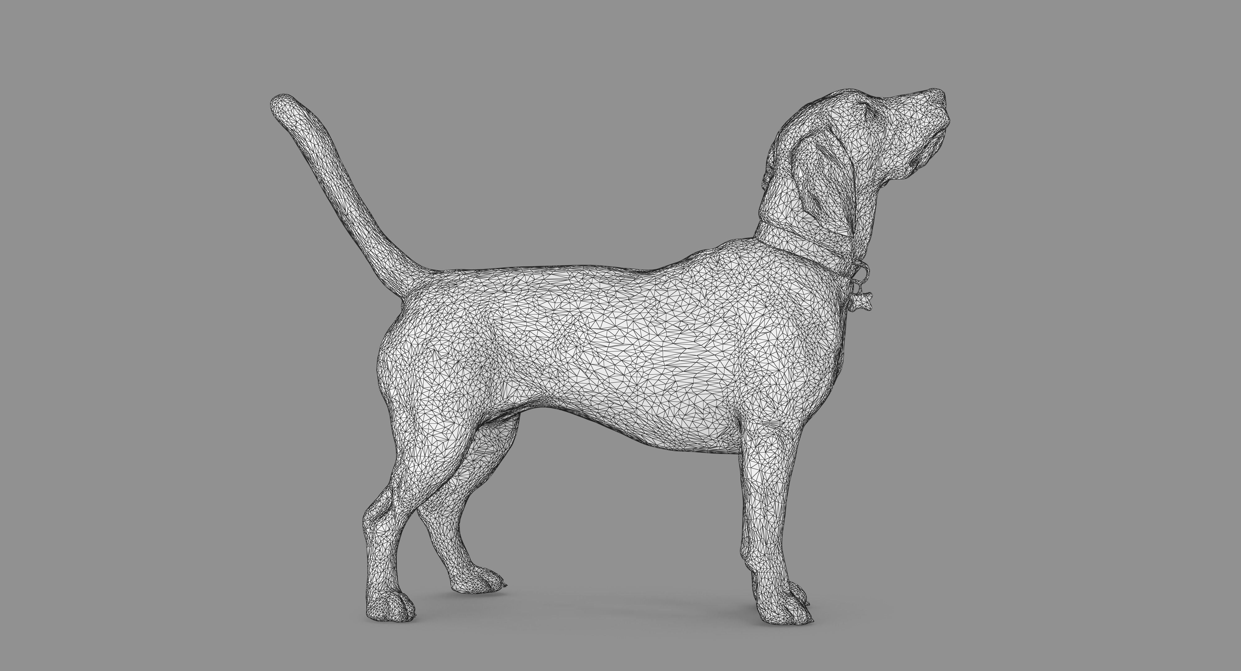 Beagle Standing 3D model_56