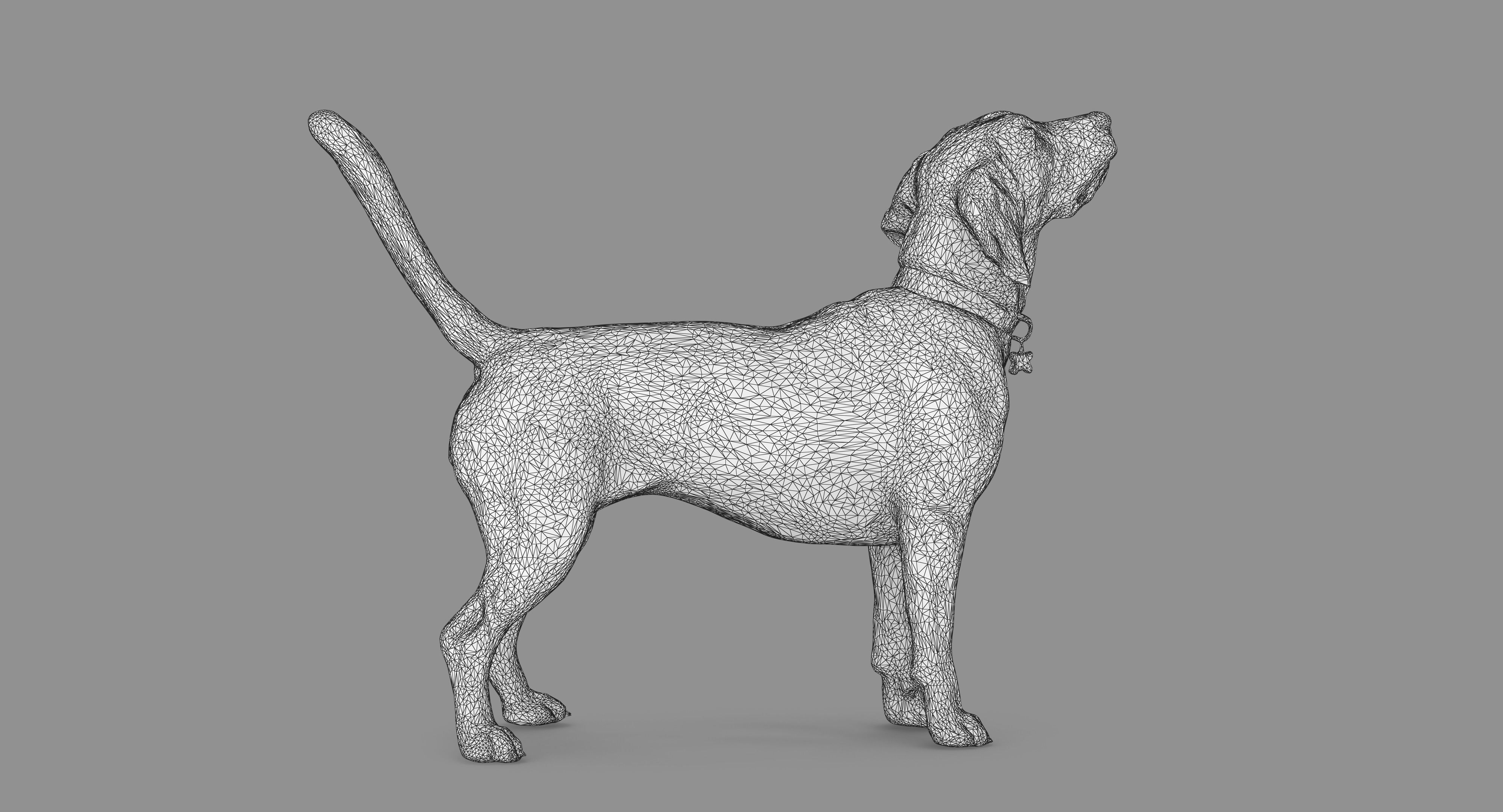 Beagle Standing 3D model_58