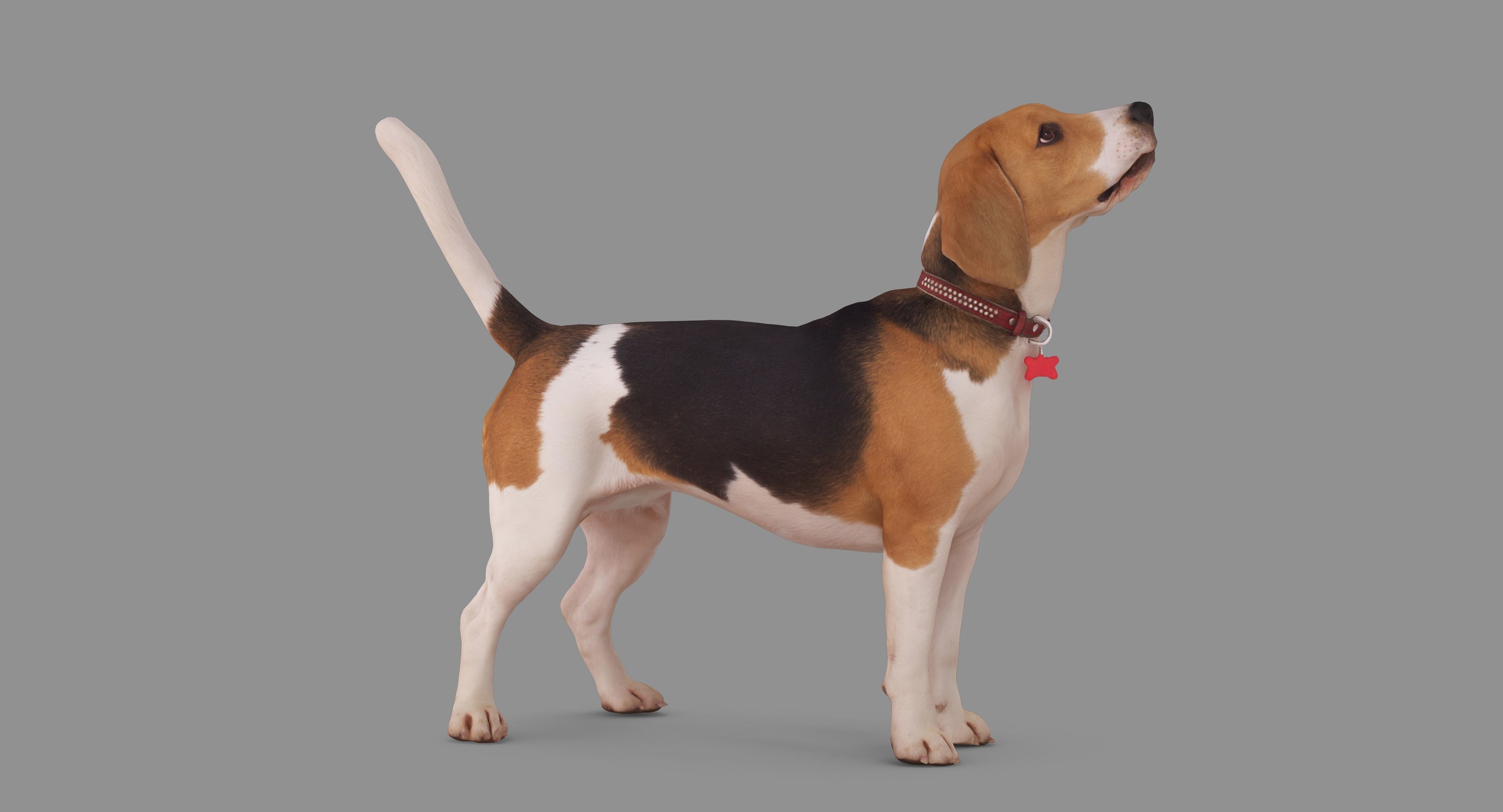 Beagle Standing 3D model_53
