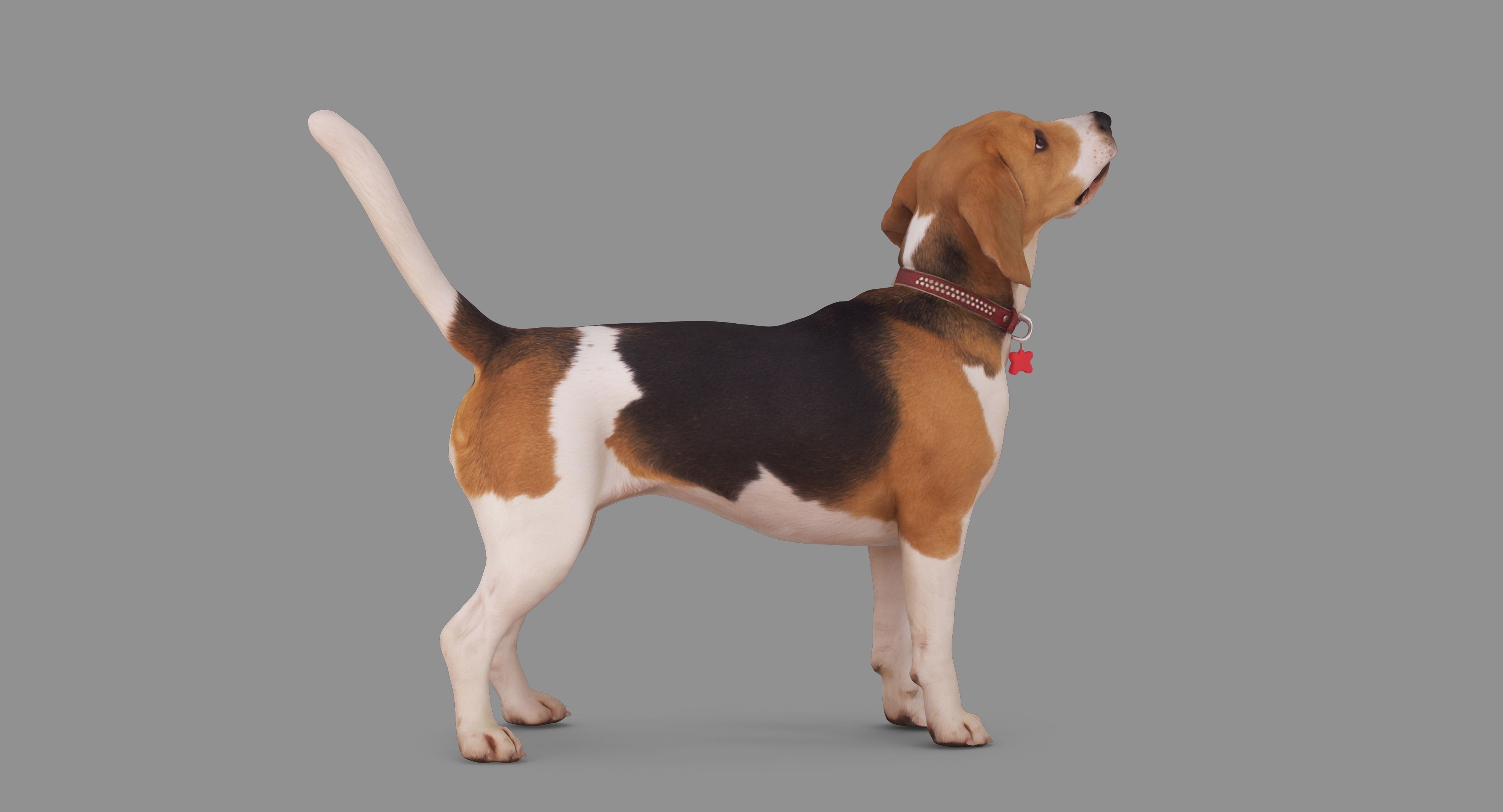 Beagle Standing 3D model_57