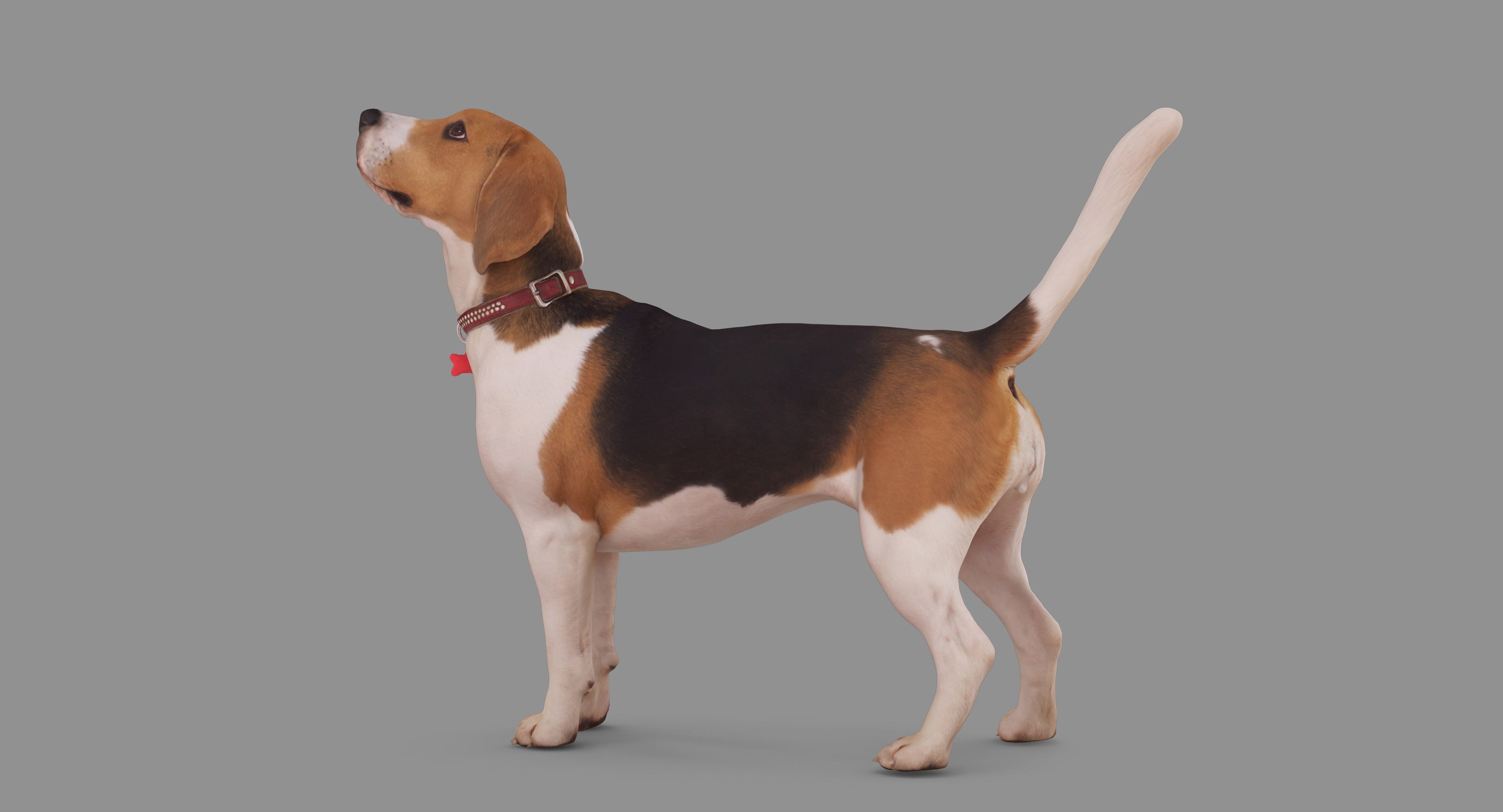 Beagle Standing 3D model_77
