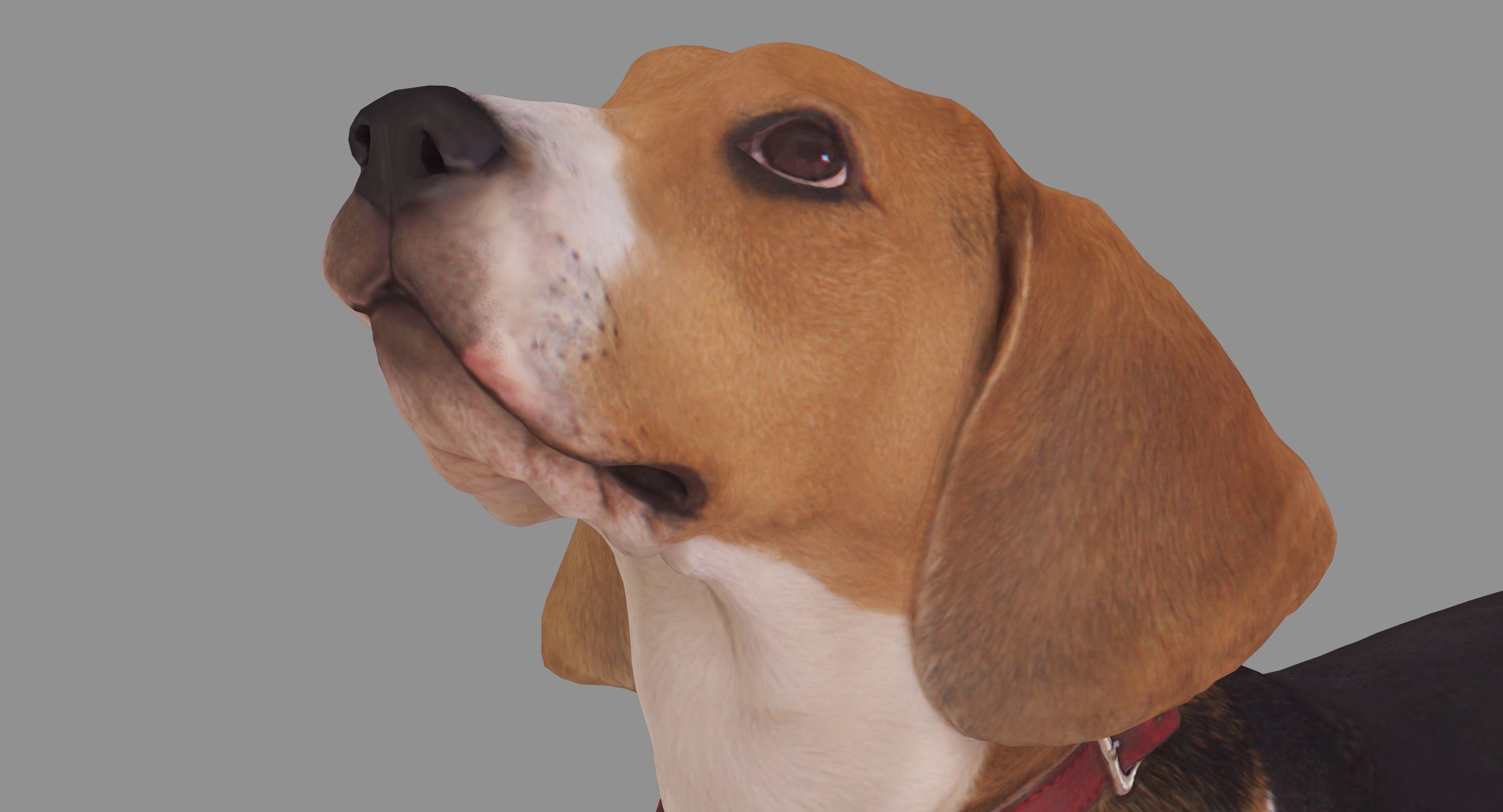 Beagle Standing 3D model_7
