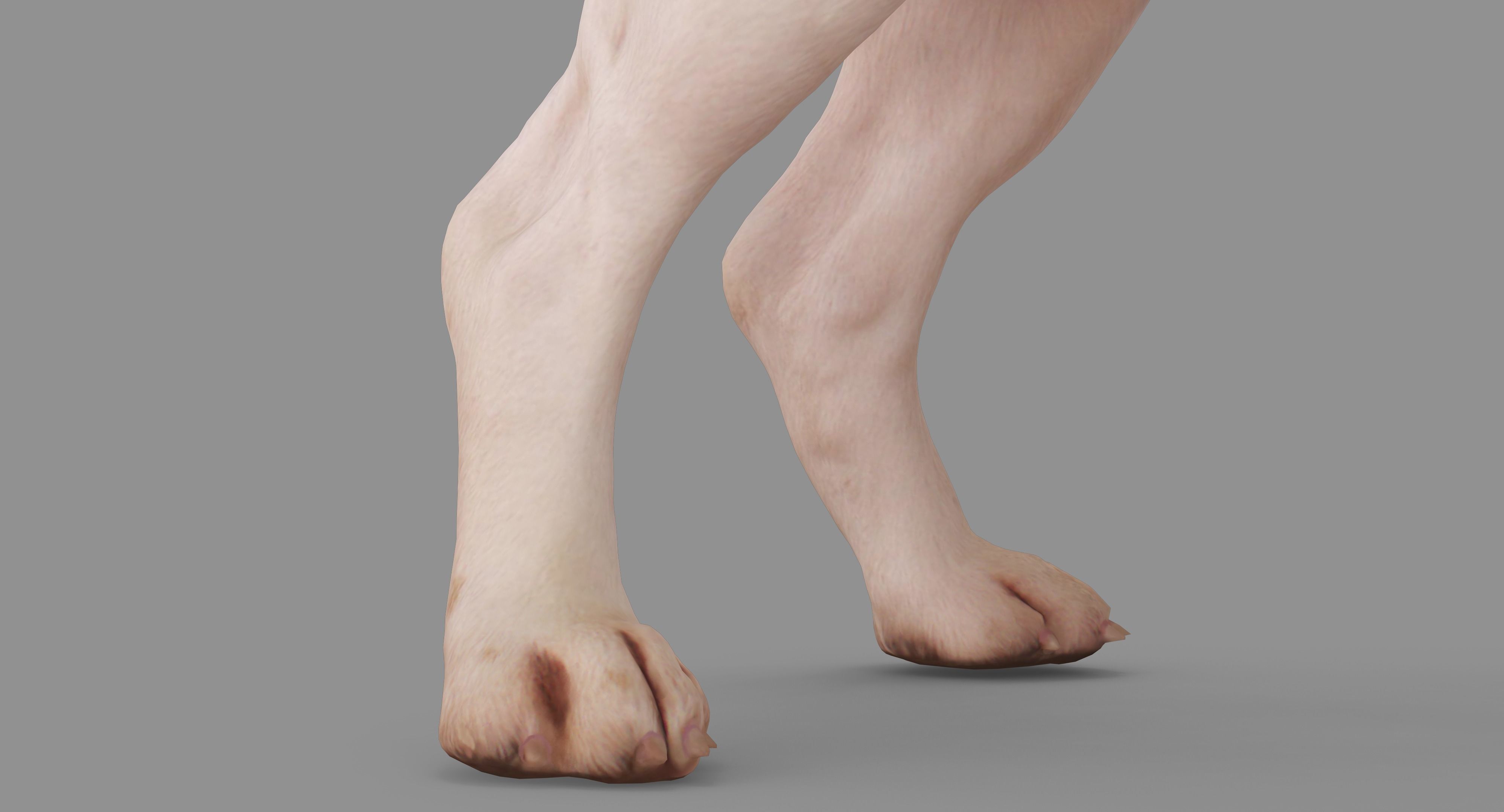 Beagle Standing 3D model_31