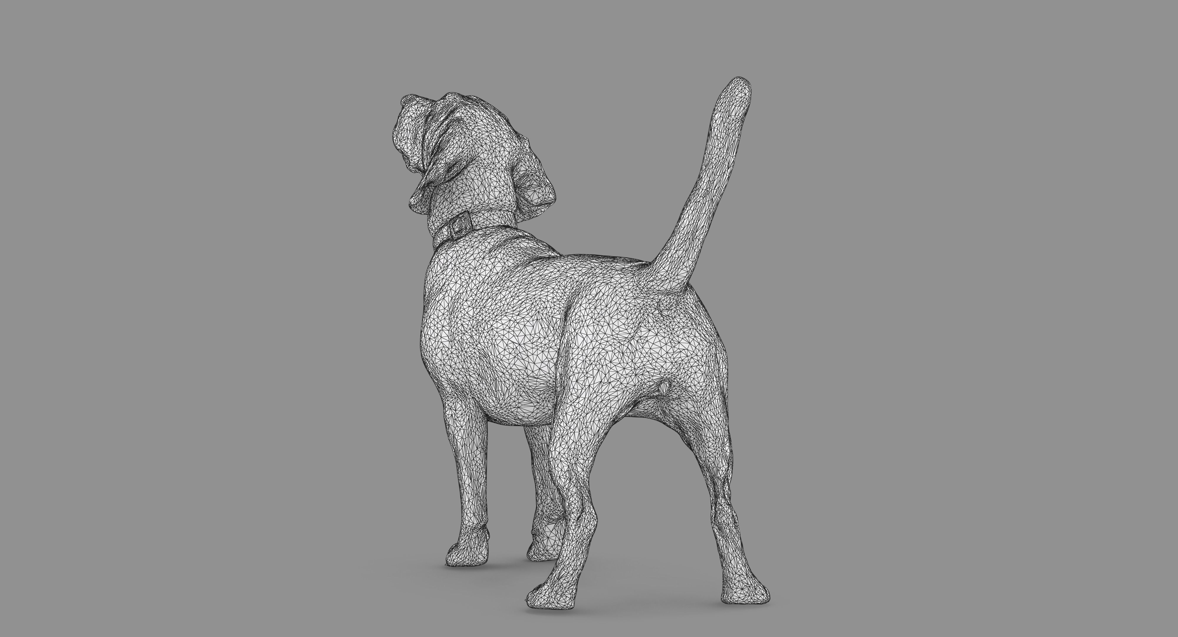 Beagle Standing 3D model_72