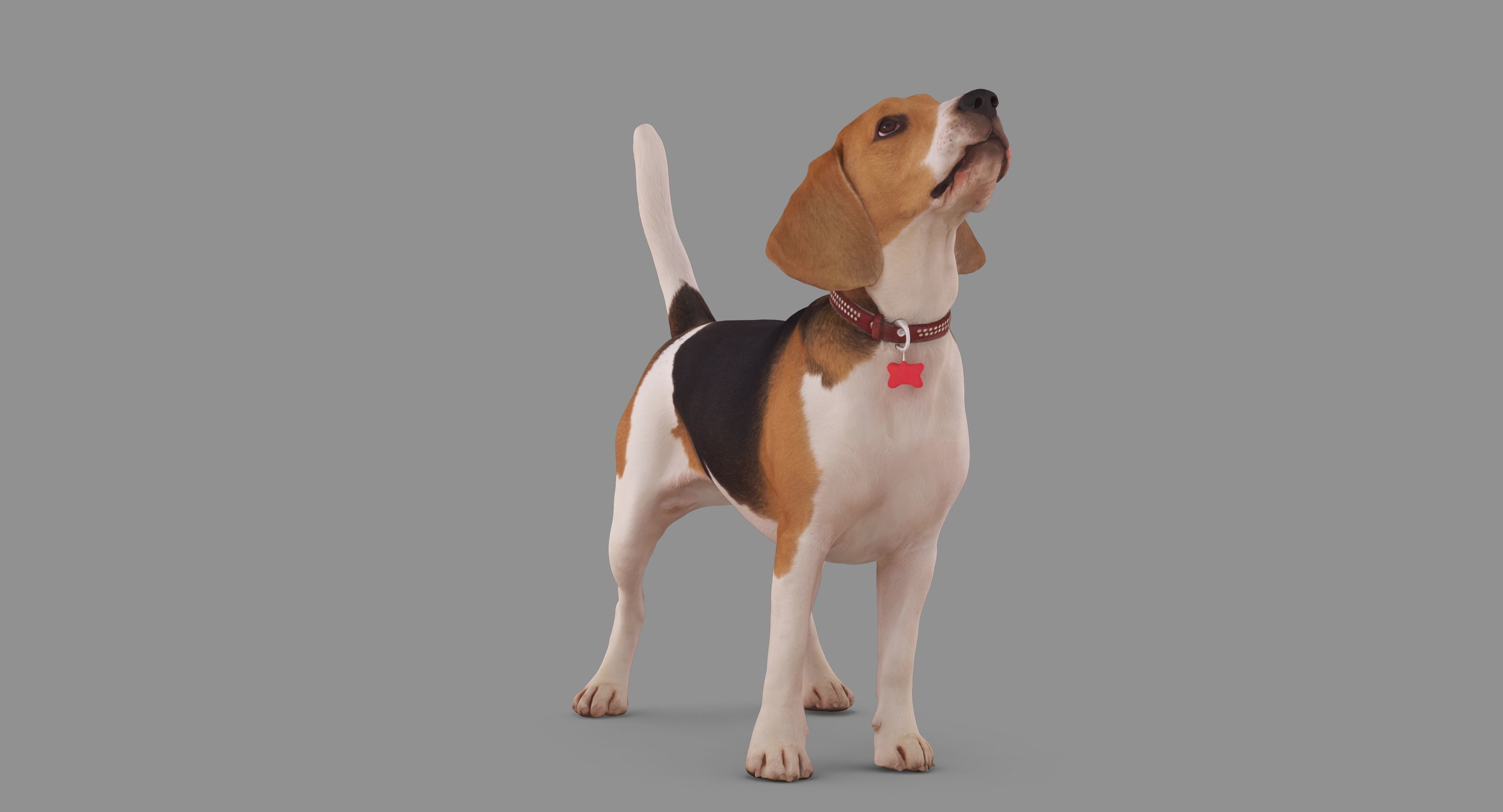 Beagle Standing 3D model_47