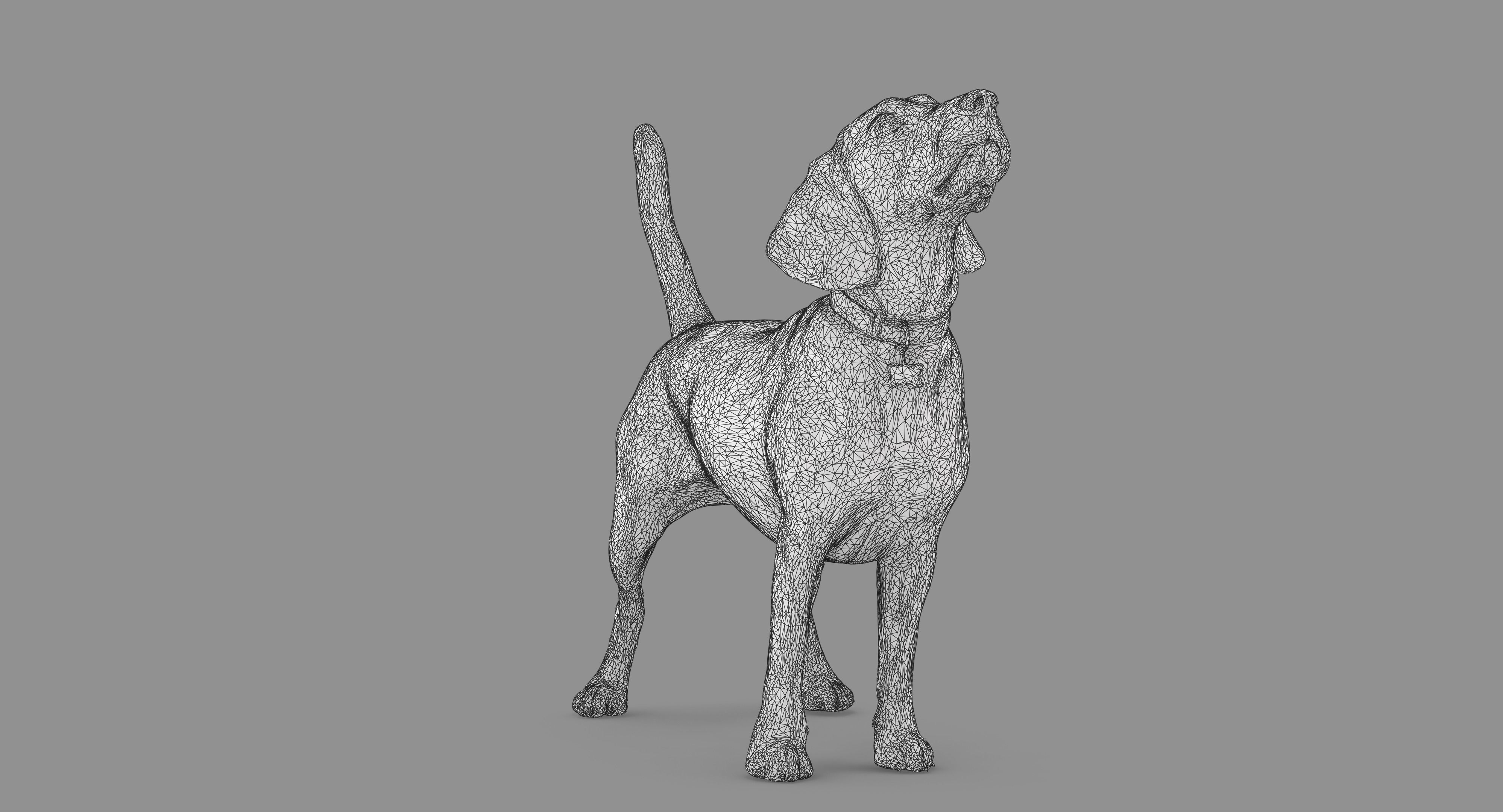 Beagle Standing 3D model_48