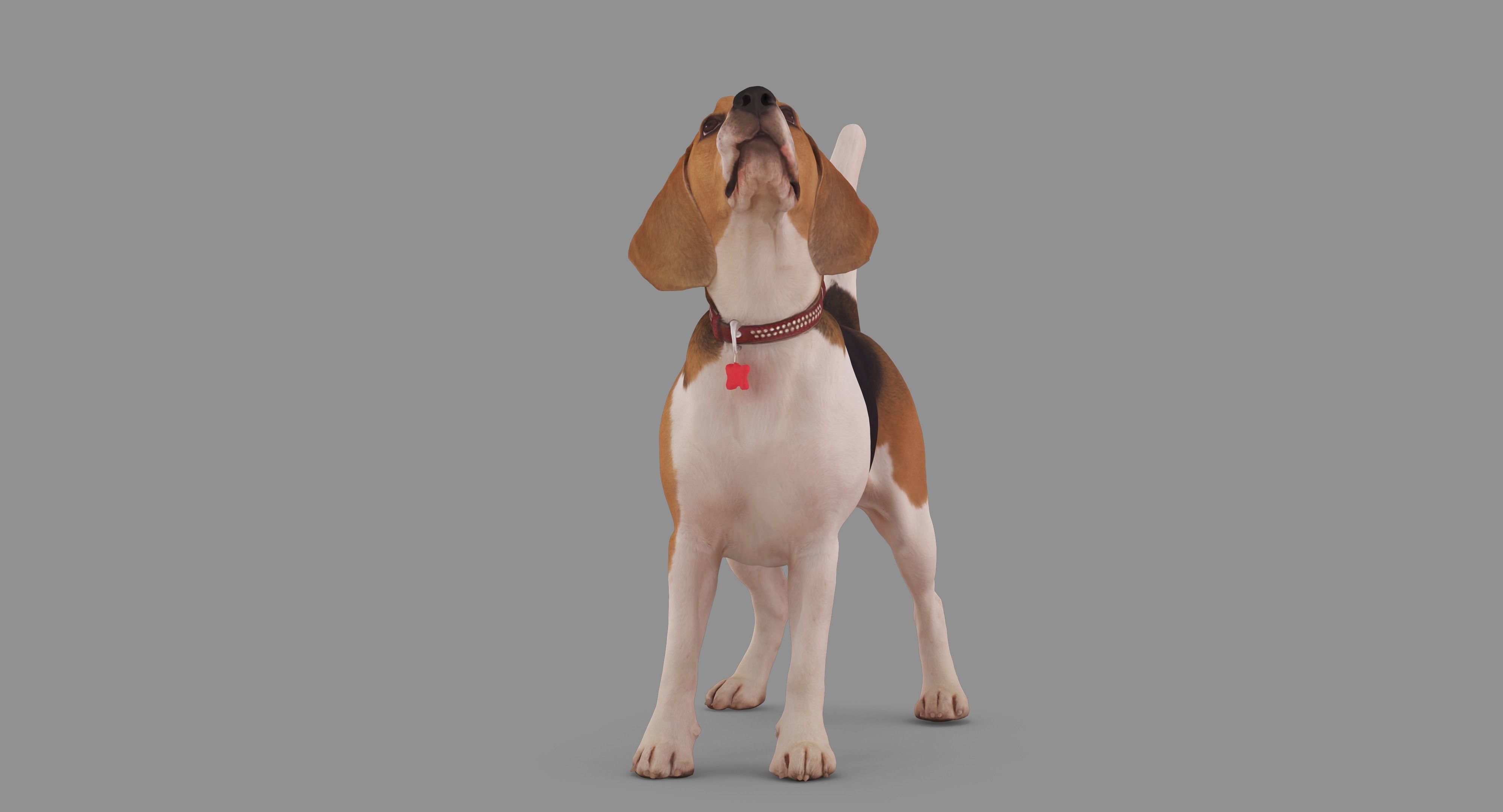 Beagle Standing 3D model_43