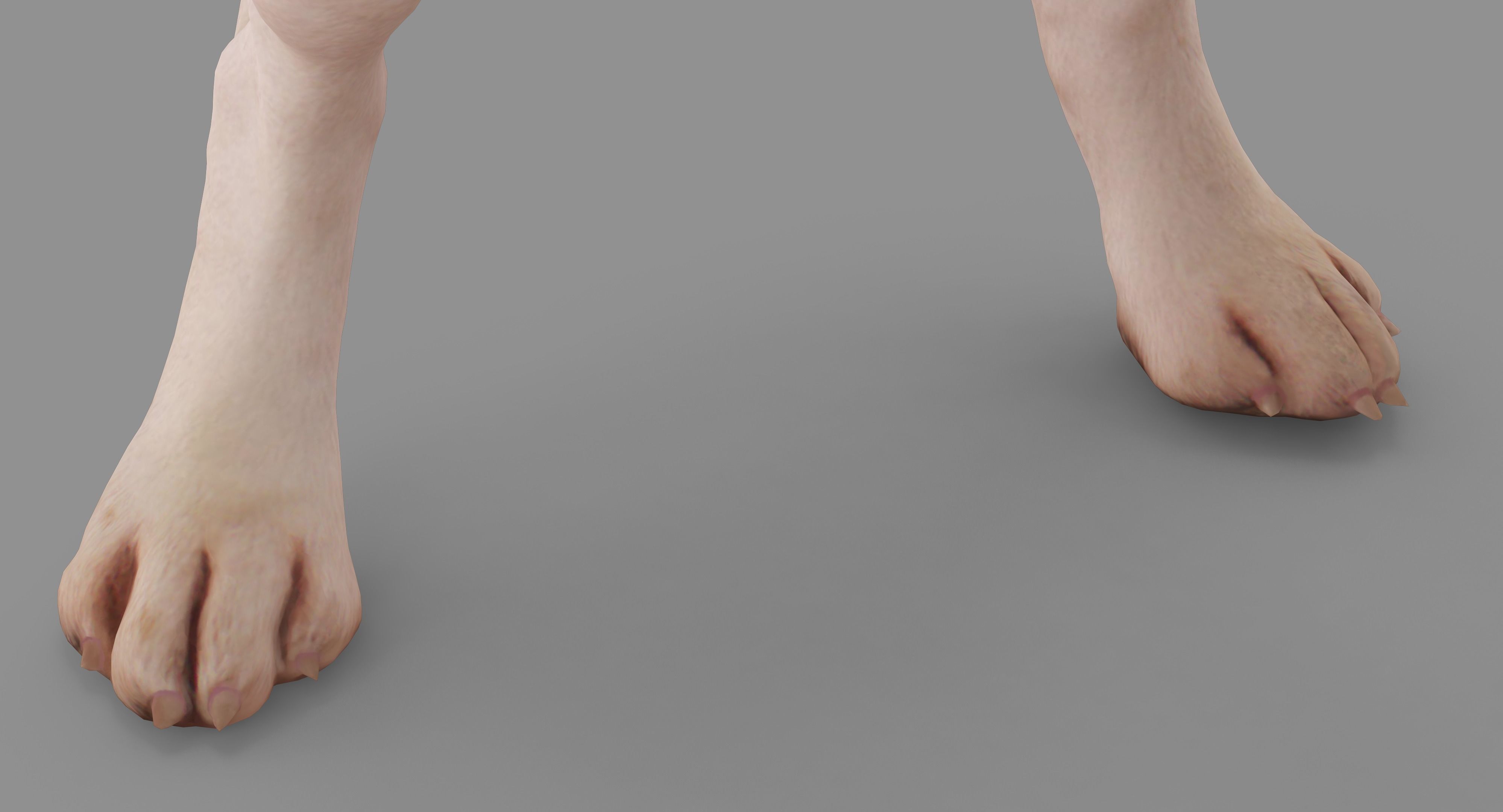 Beagle Standing 3D model_25