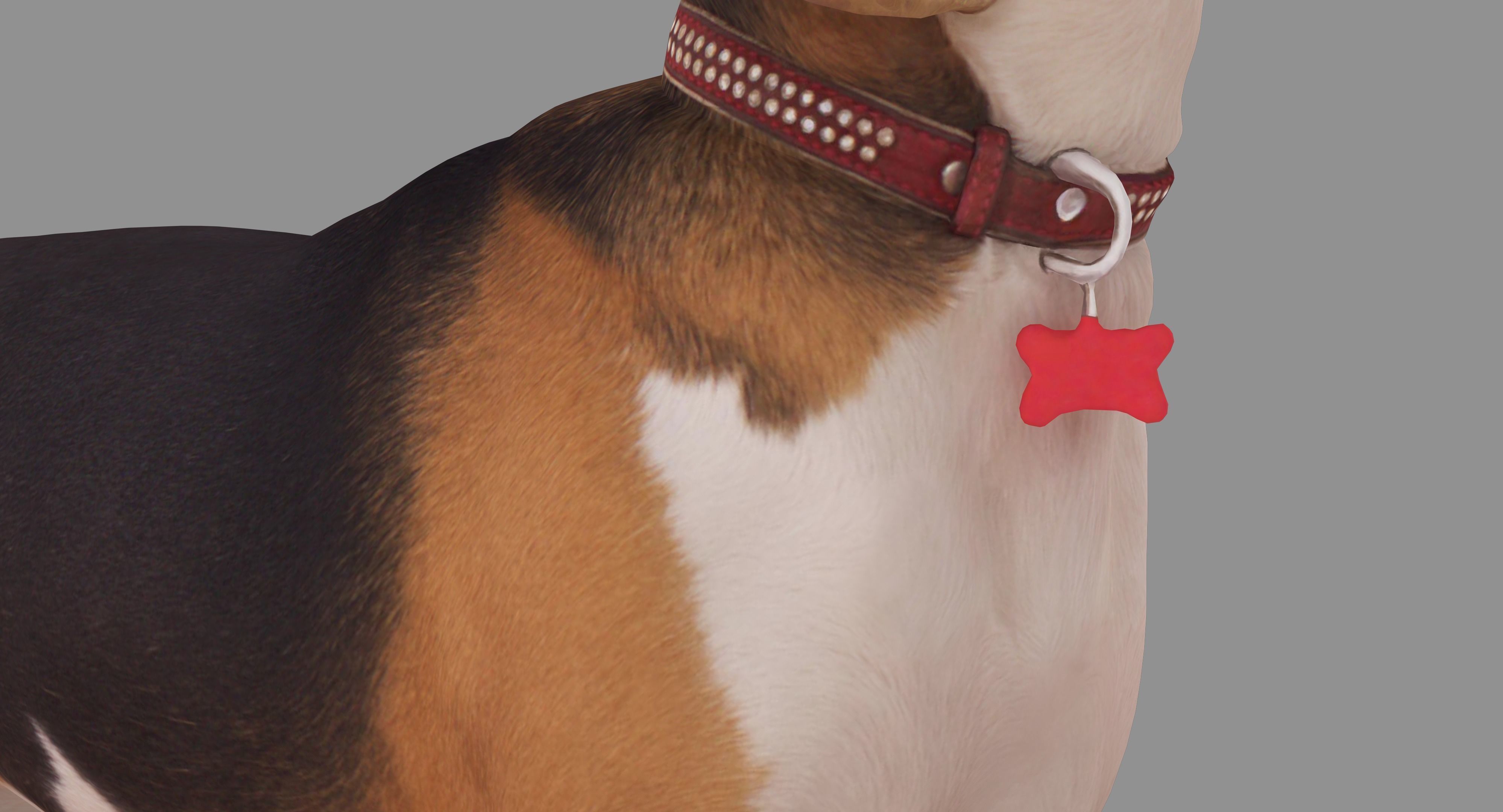 Beagle Standing 3D model_17