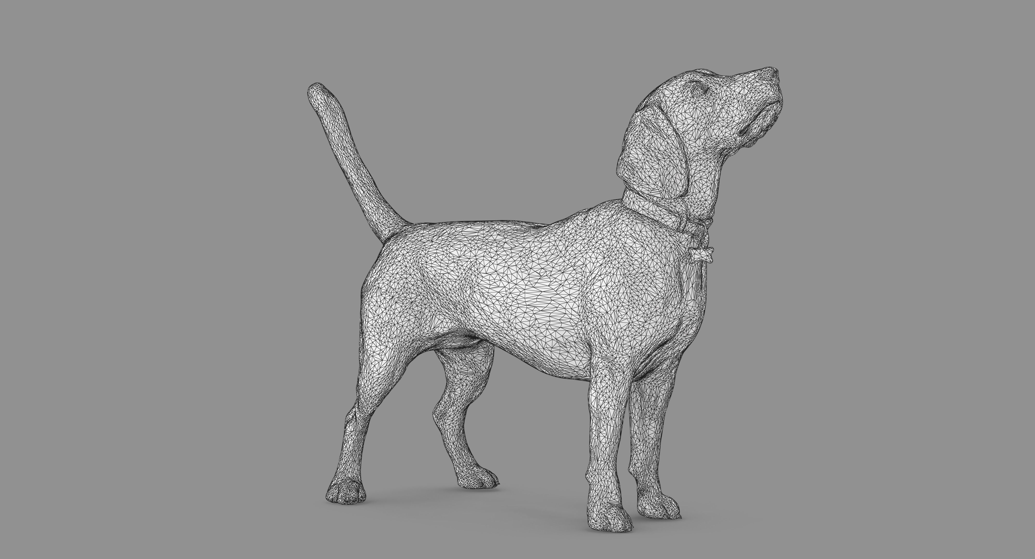 Beagle Standing 3D model_52